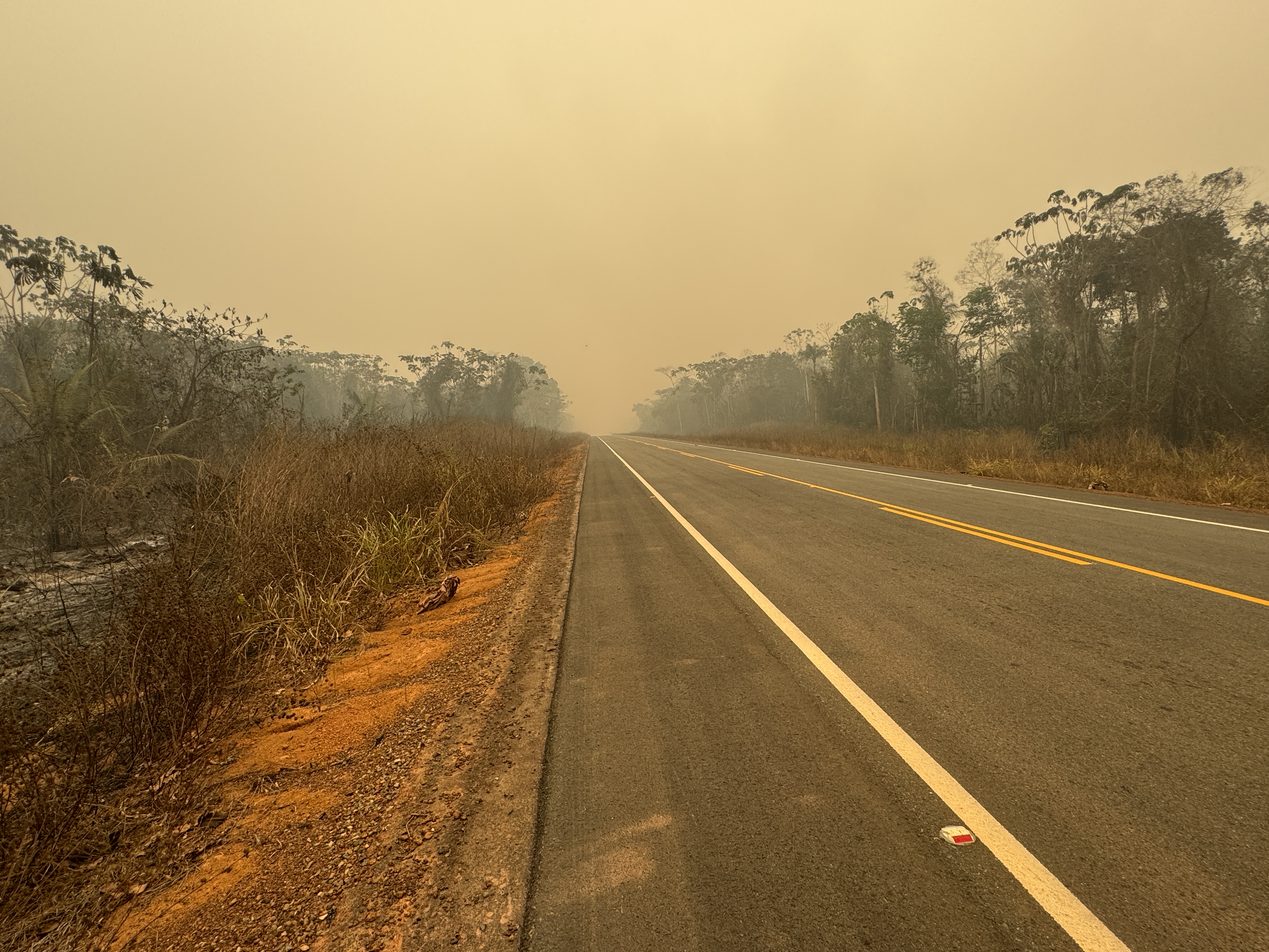 Fire had burned everything close to the ground but not the trees.