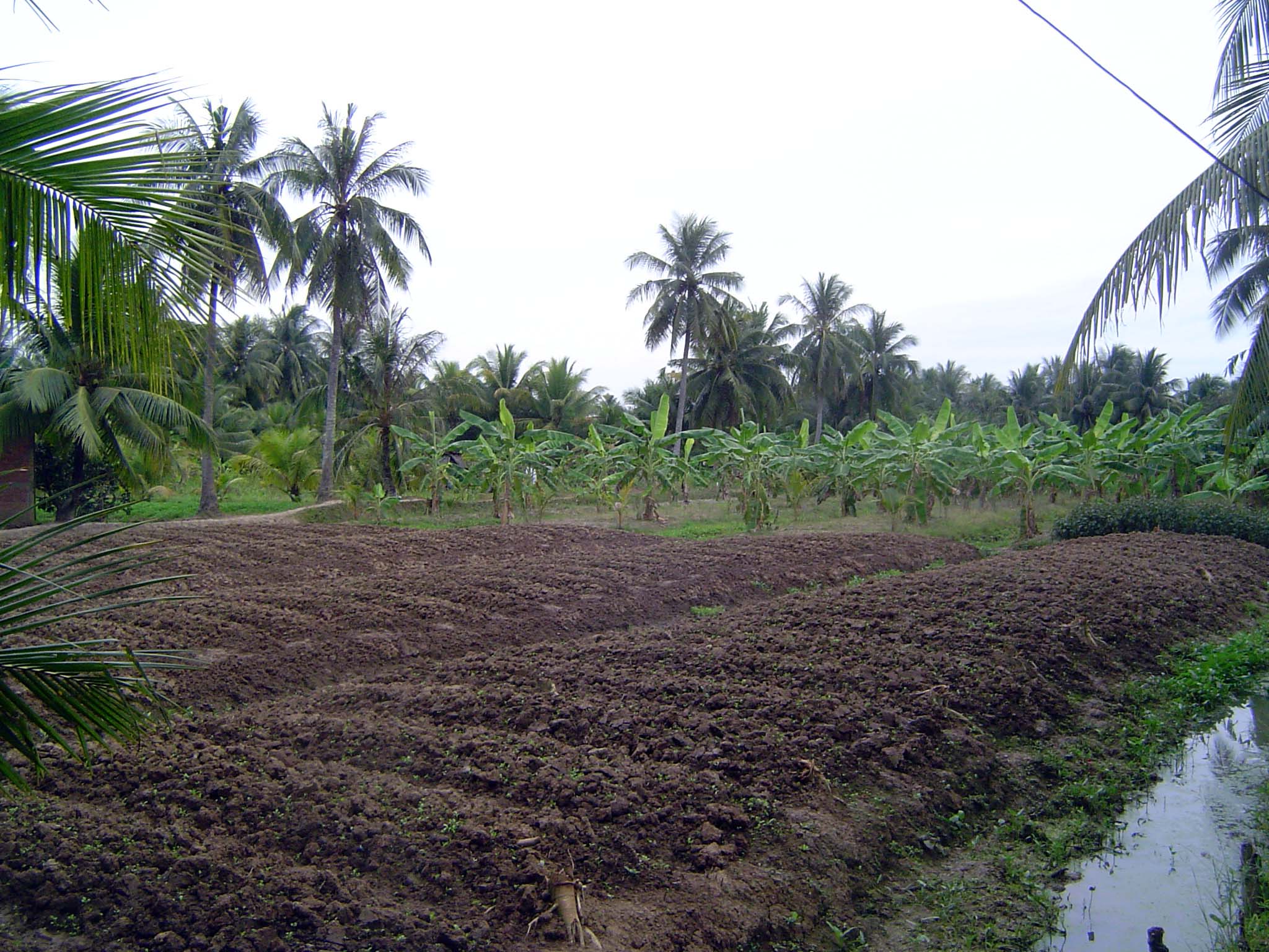 Carefully prepared fields; bananas in the background; no shortage of water.
