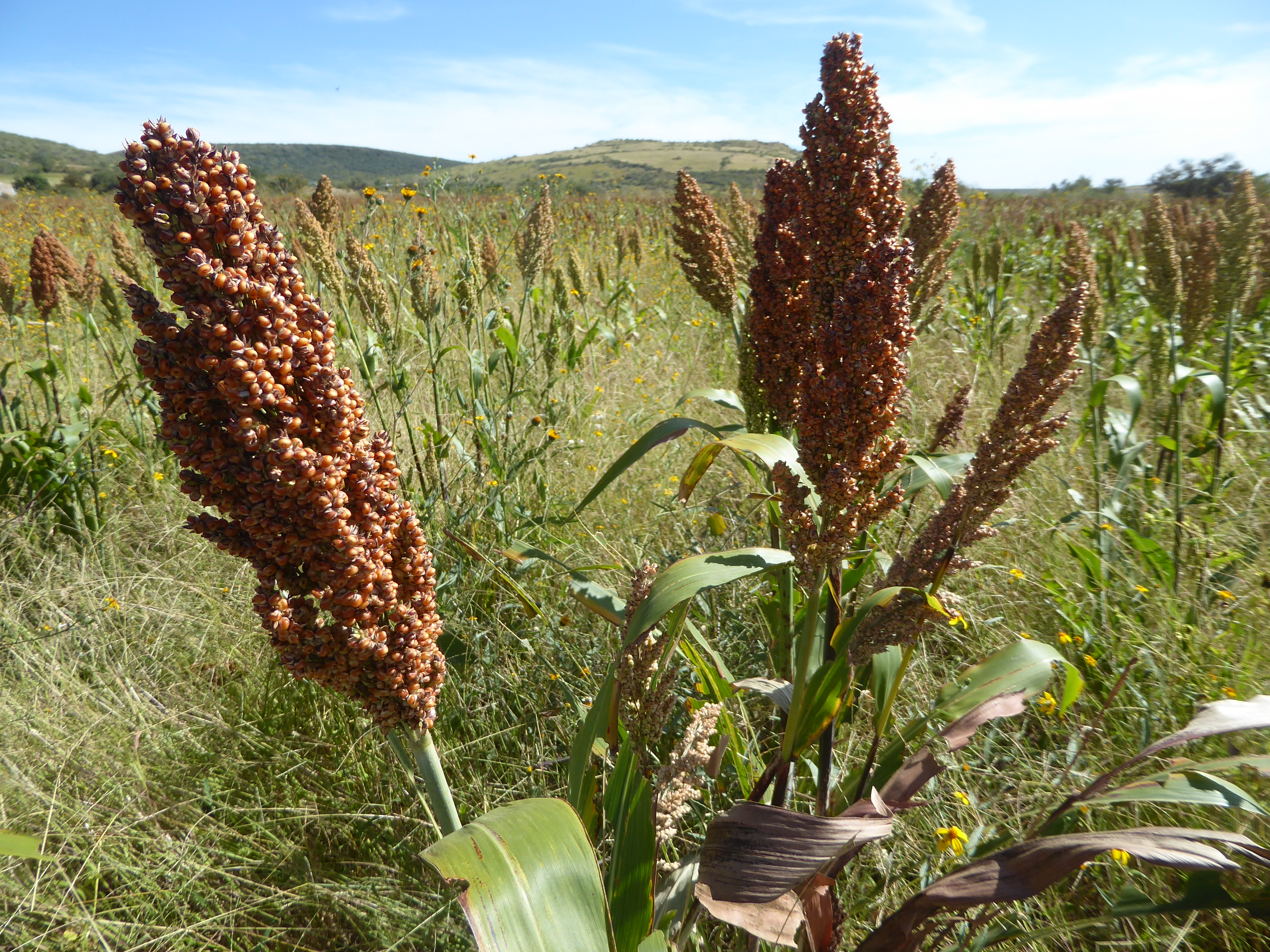 Back down in the fields of the bajío, things felt more relaxed. It's the old saw: less to steal, less to worry about.