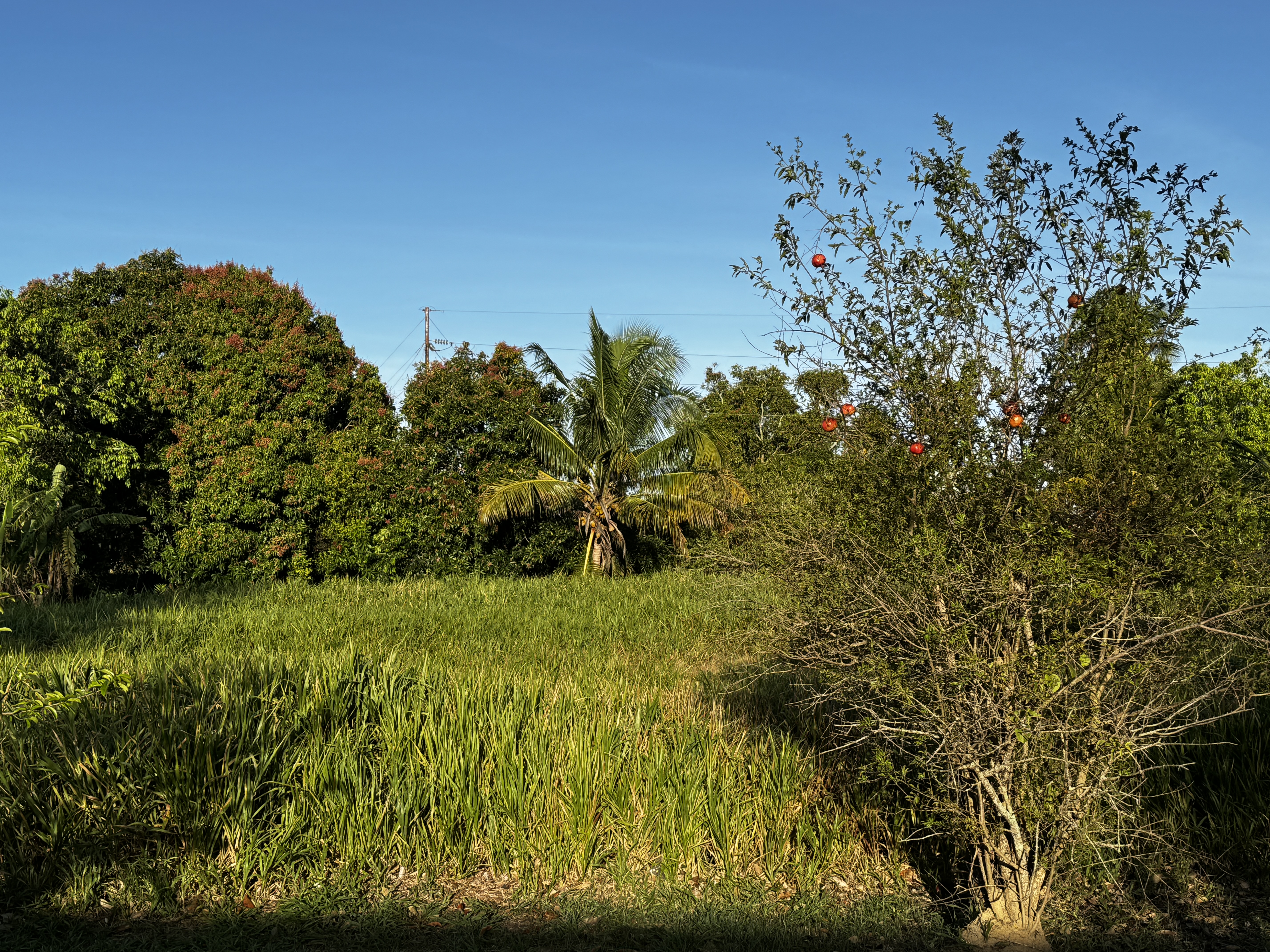 A pomegranate hints at the possible location nearby of a now-vanished Big House, the cane-estate owner's house.