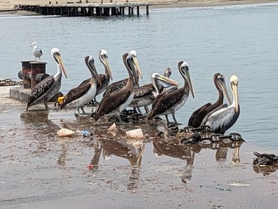 These guys want some too.