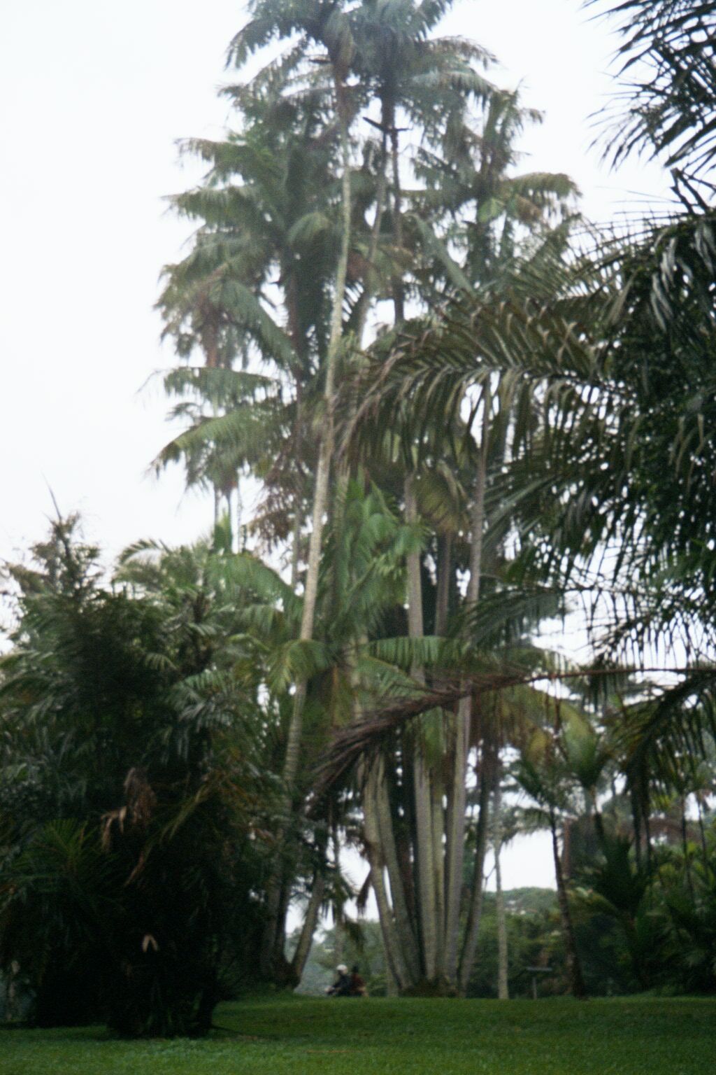 Among the 15,000 plants in the garden, there are 400 species of palm.