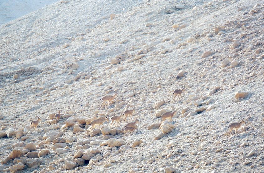Natural camouflage.