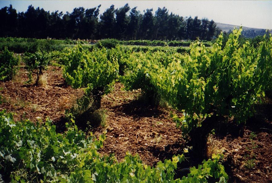 The prized crop of the southern highlands is the vine, here unsupported by trellises or even stakes. The pines in the background are near Ar