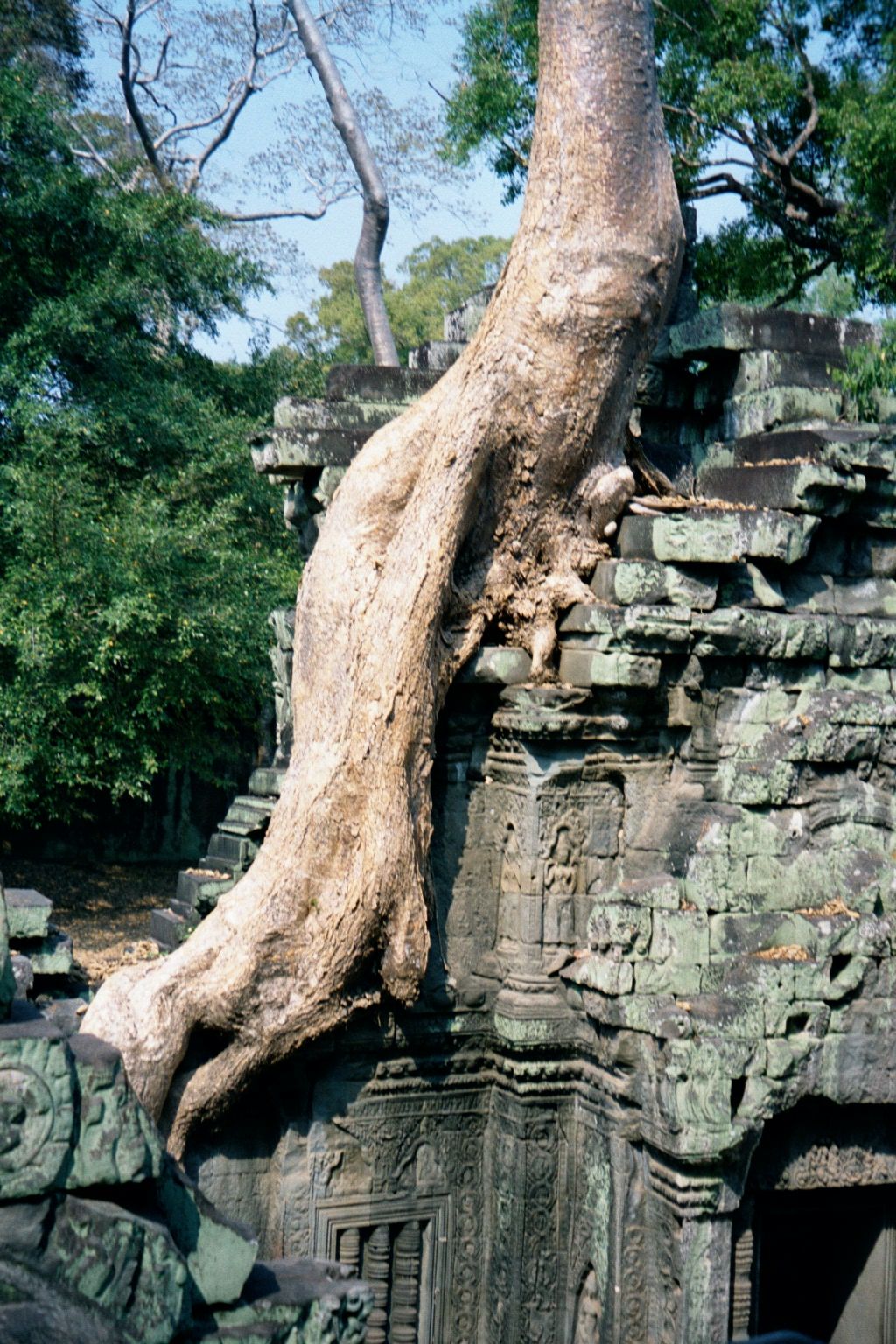 A silk-cotton tree serves here as a buttress.