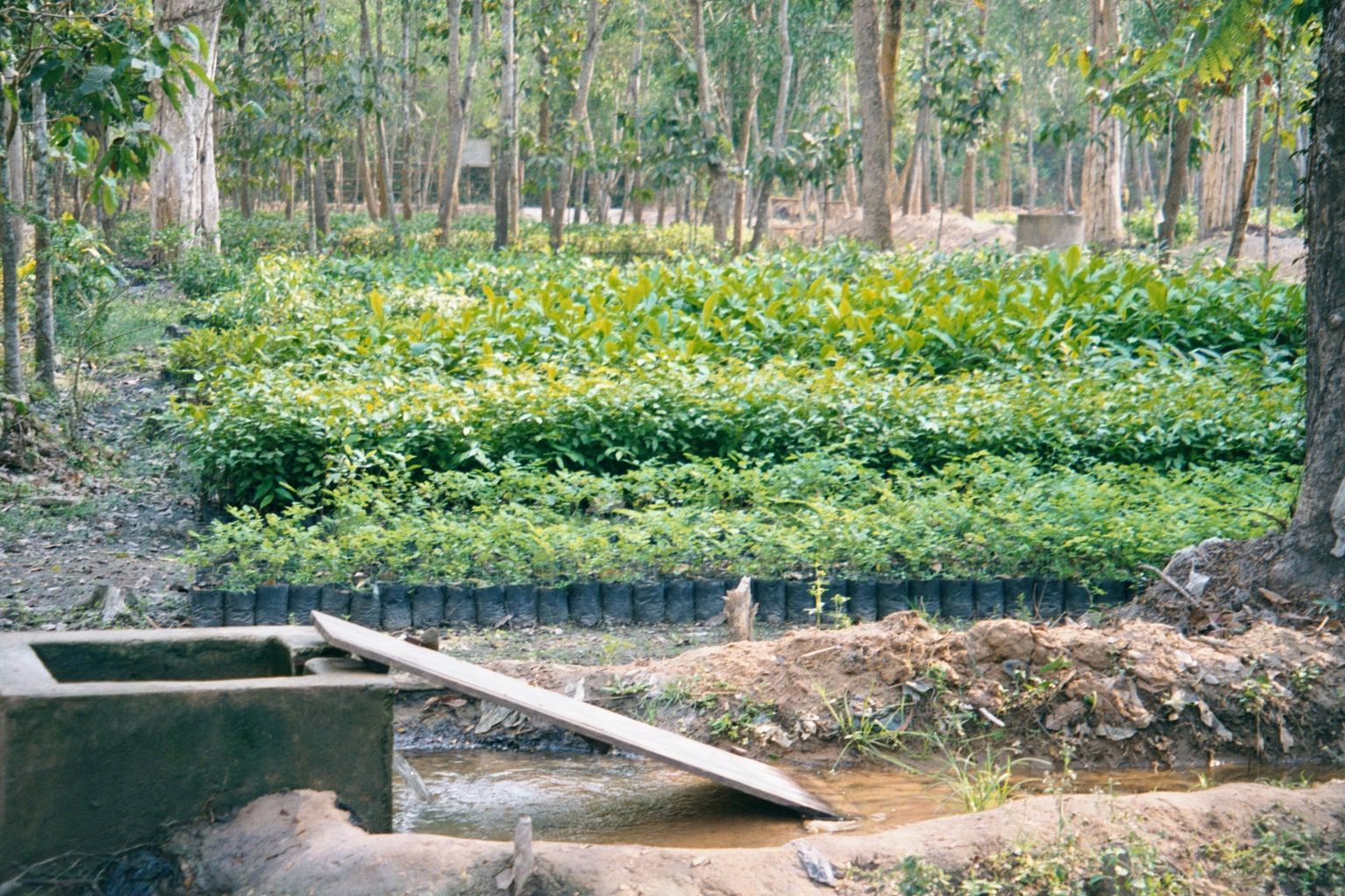 ... irrigated seedlings in a government nursery.