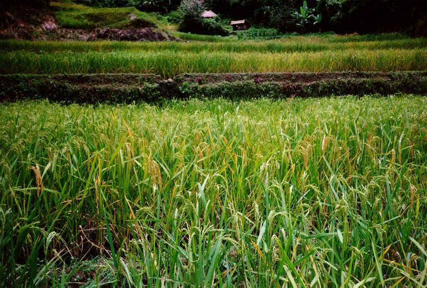 The grain ripens.