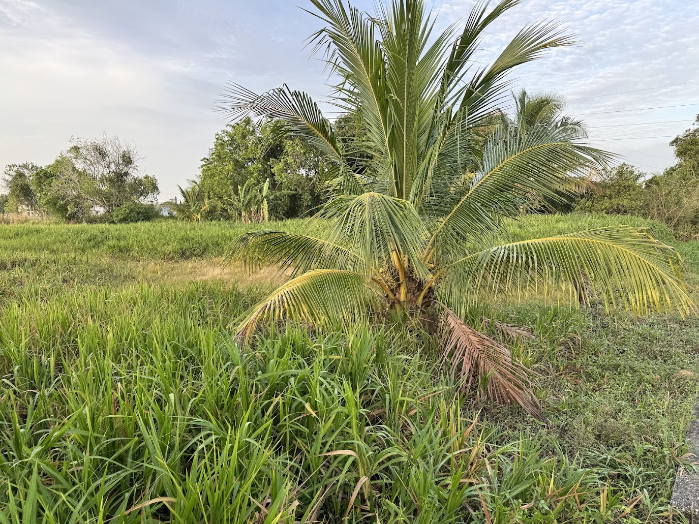 The island's sugarcane is gone, too, except for feral patches.