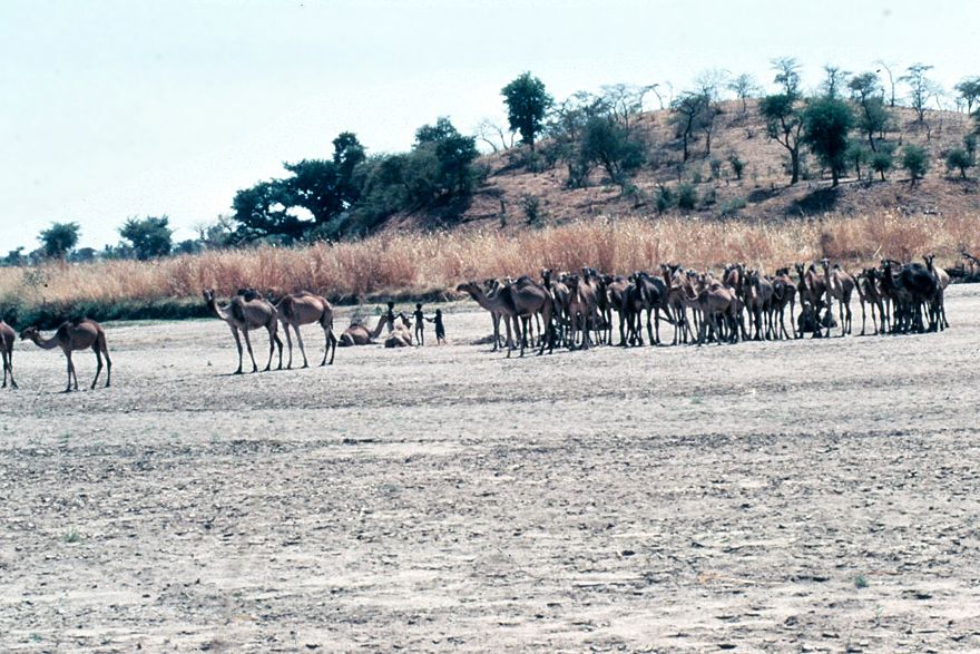 Cattle nomads and camel nomads overlap in this part of Sudan, with the cattle generally migrating in more southerly tracks and leaving the S