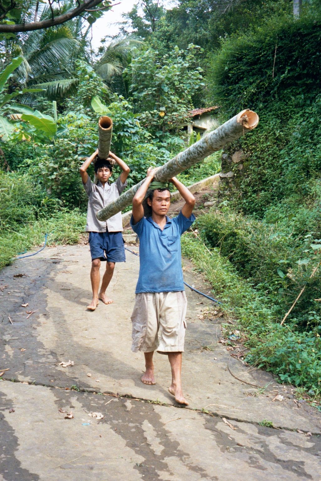 Bamboo is extracted, too, and carried a long way down.