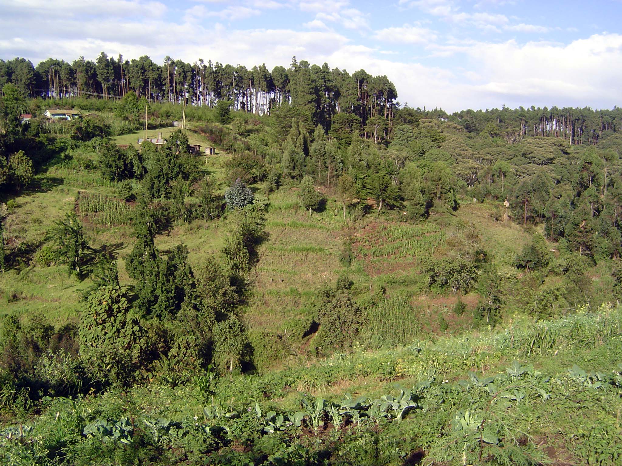 The land slopes down to a creek, then up to the ridge, where the highway to Nairobi runs. Soil erosion? The owner denies it strenuously and