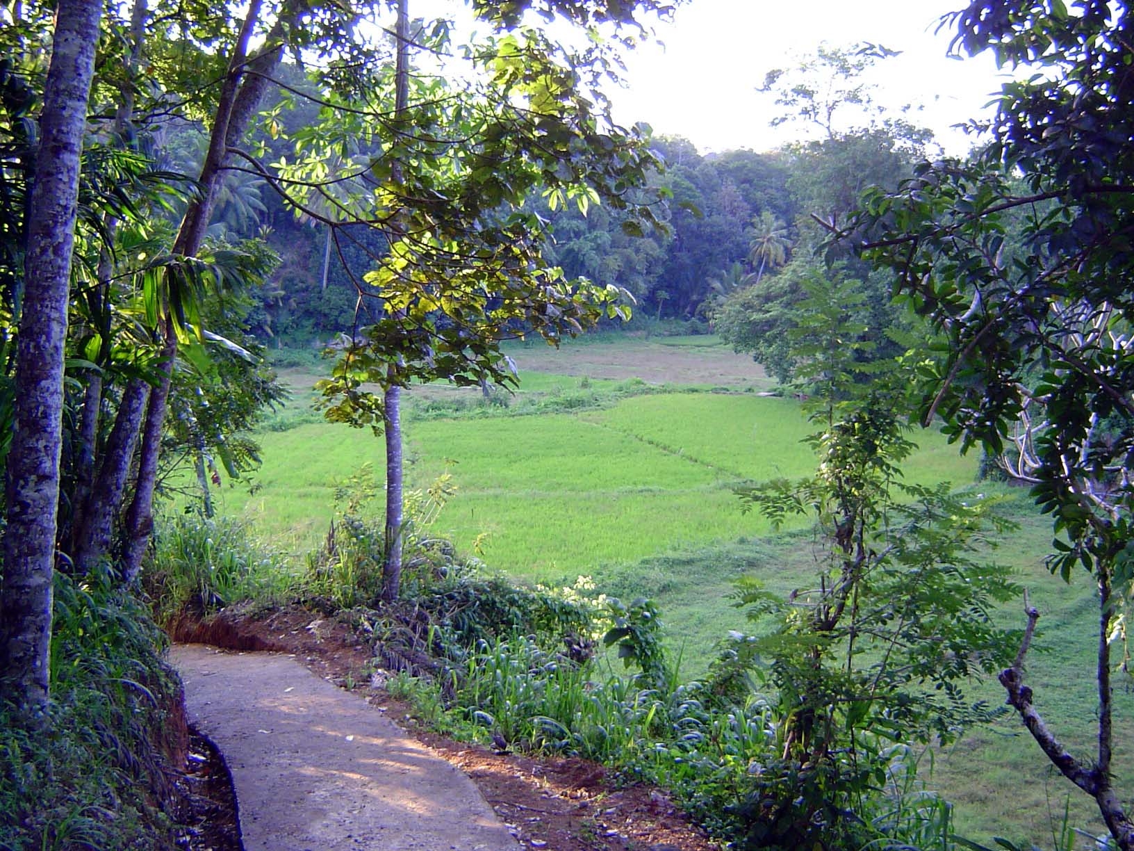 The path winds down to the deniya.