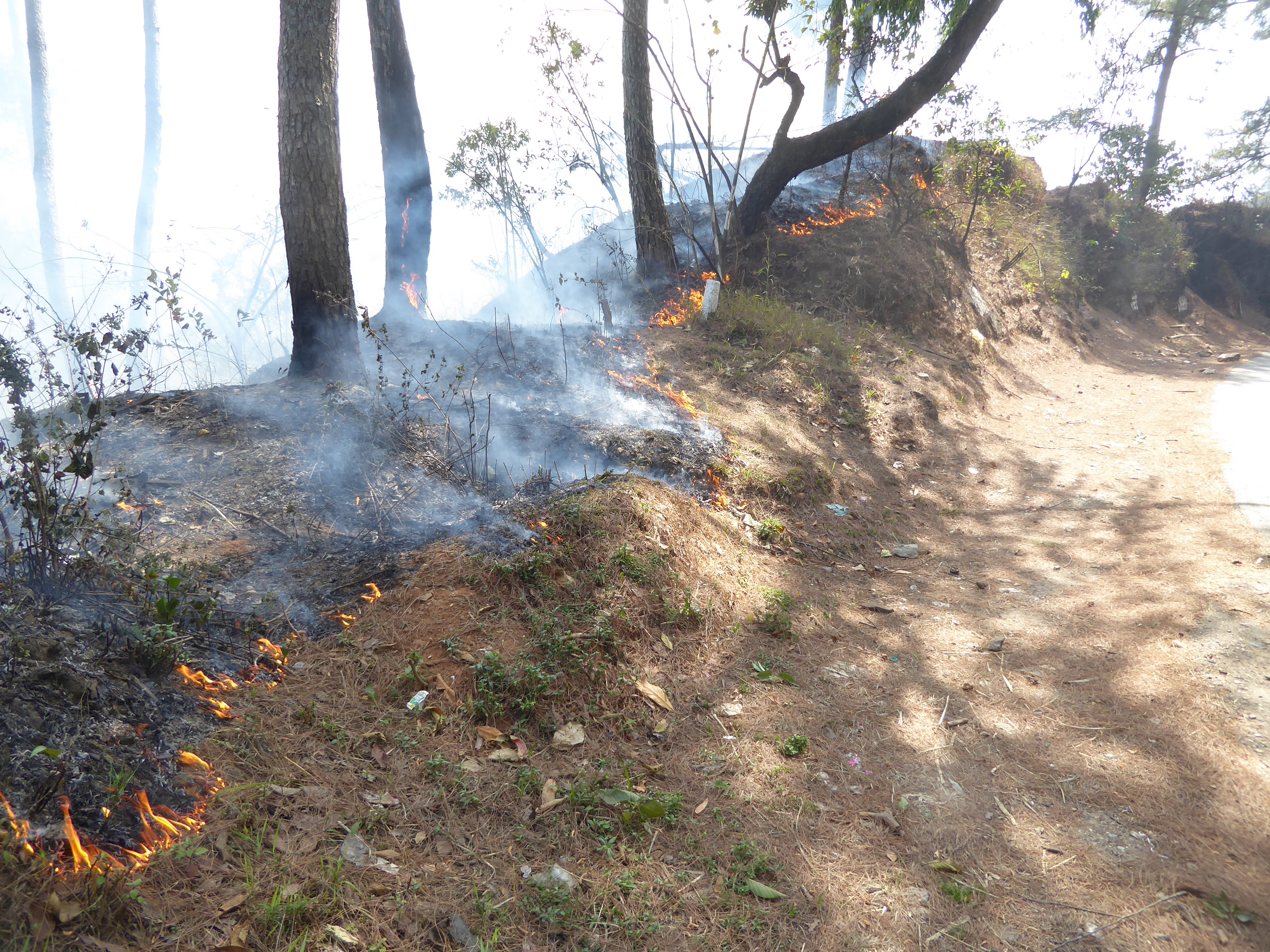The hills are deliberately burned late in the dry season by villagers who then plant crops watered by the coming monsoon. Forestry officers