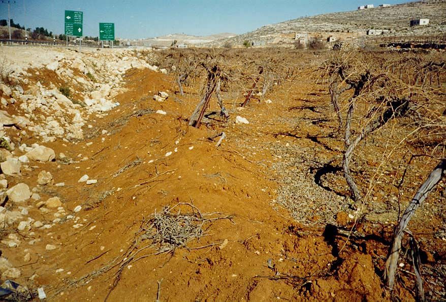 On the east side of Hebron, a new bypass road cuts through vineyards. Here, the trellis cables have been cut, and the vines are sagging. The