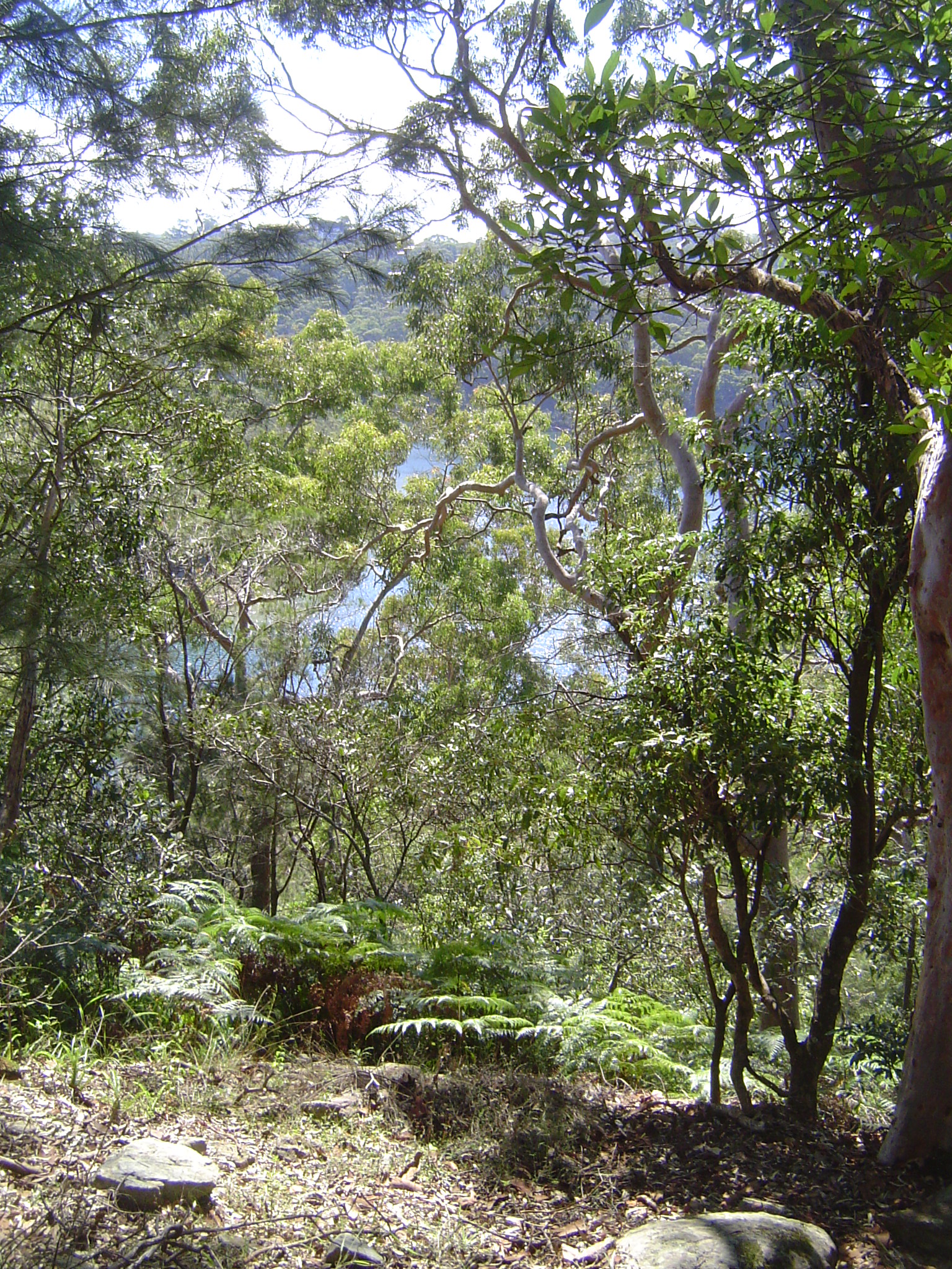 The Griffins intended to leave much of the land wild. Some bits like this have turned out that way, especially on the steep northern slope o