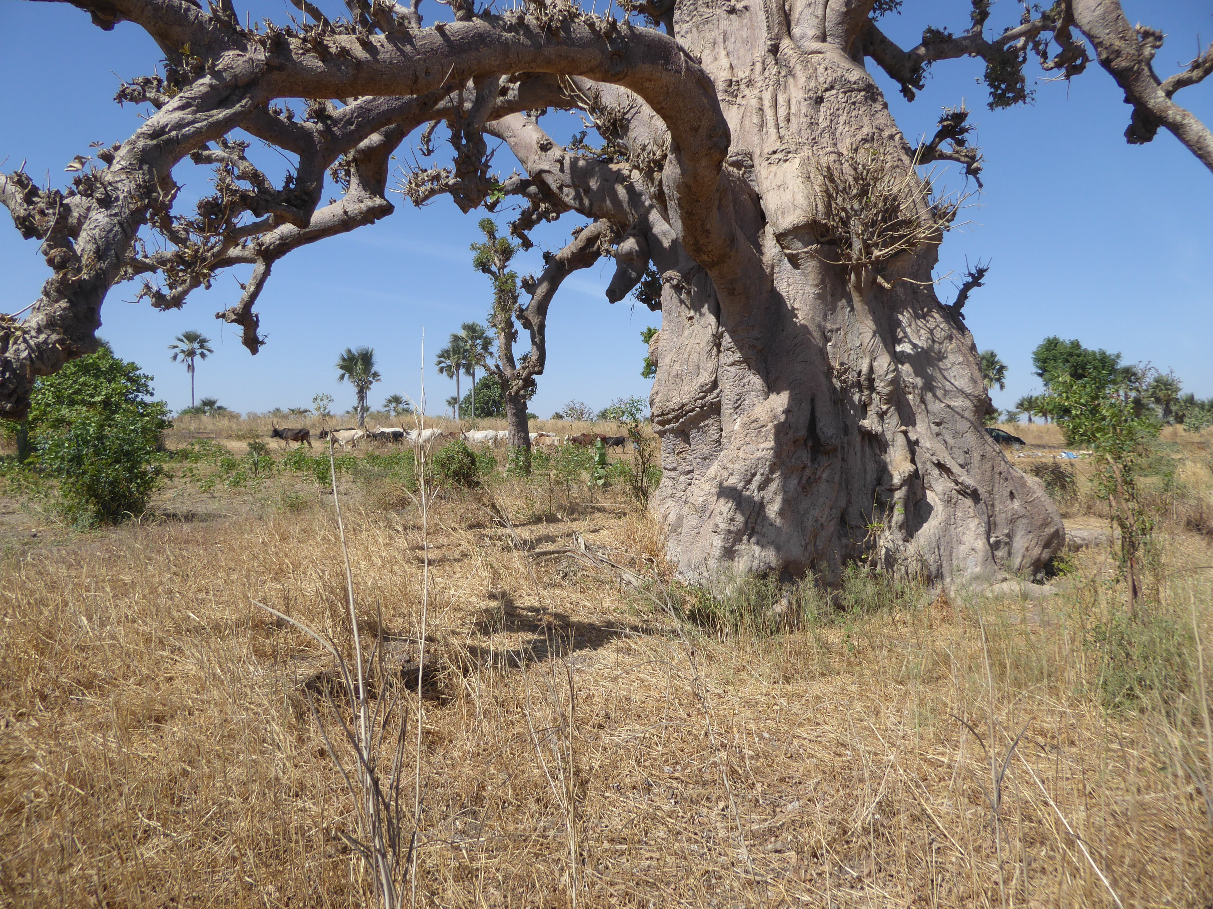 Just another baobab.