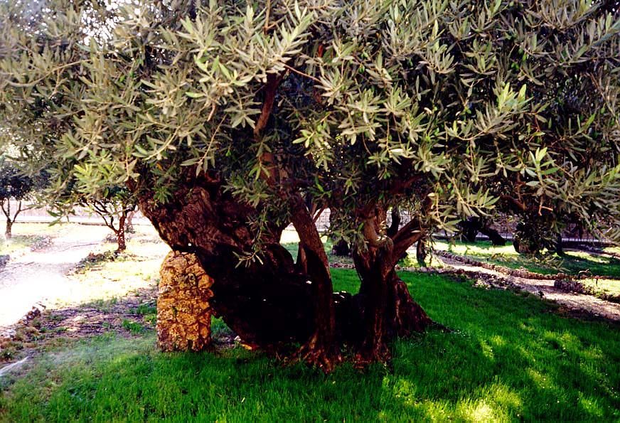 A glimmer of what might be: one of the venerable olive trees in the Garden of Gethsemene.