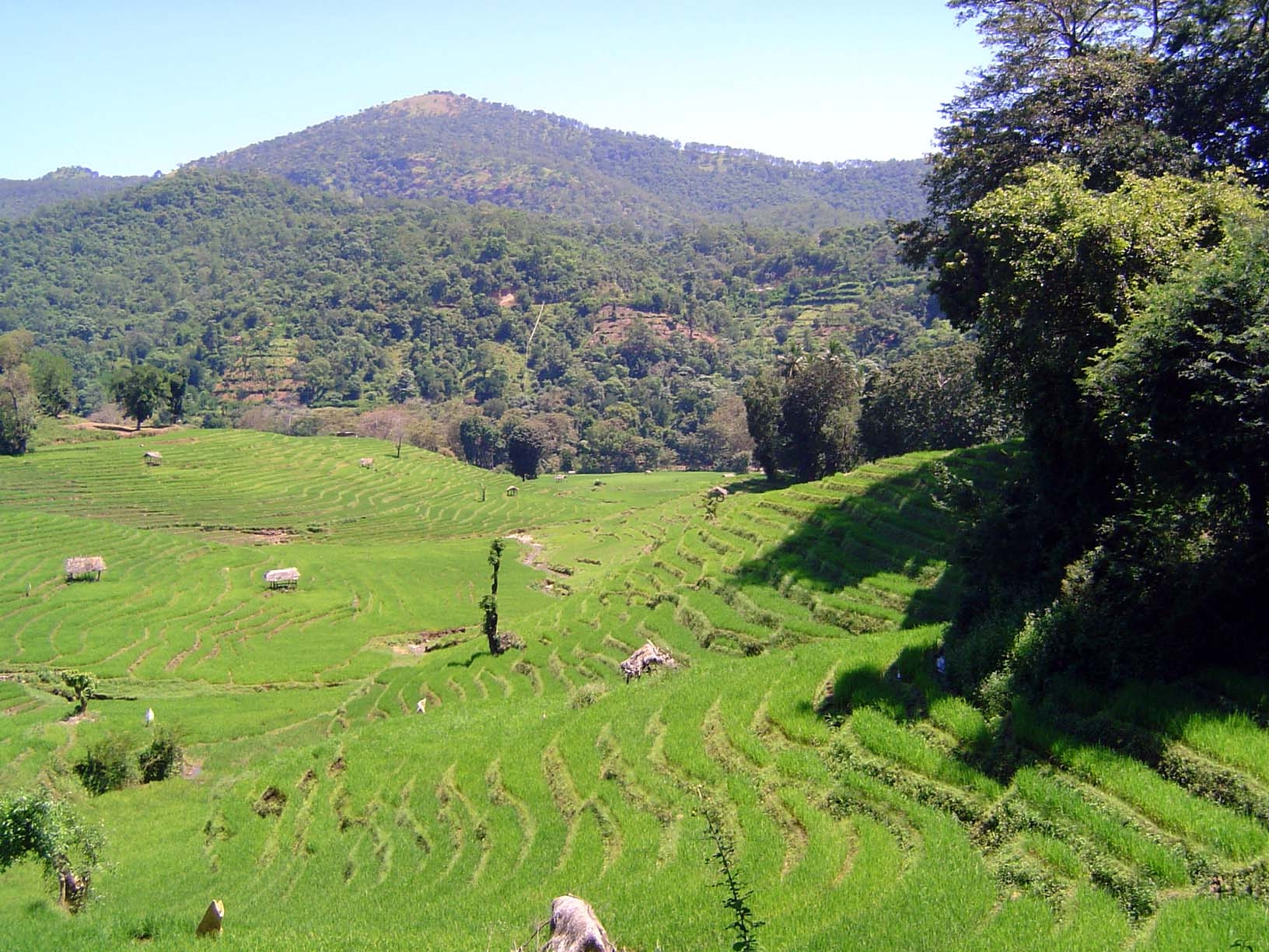 Terraced paddies.