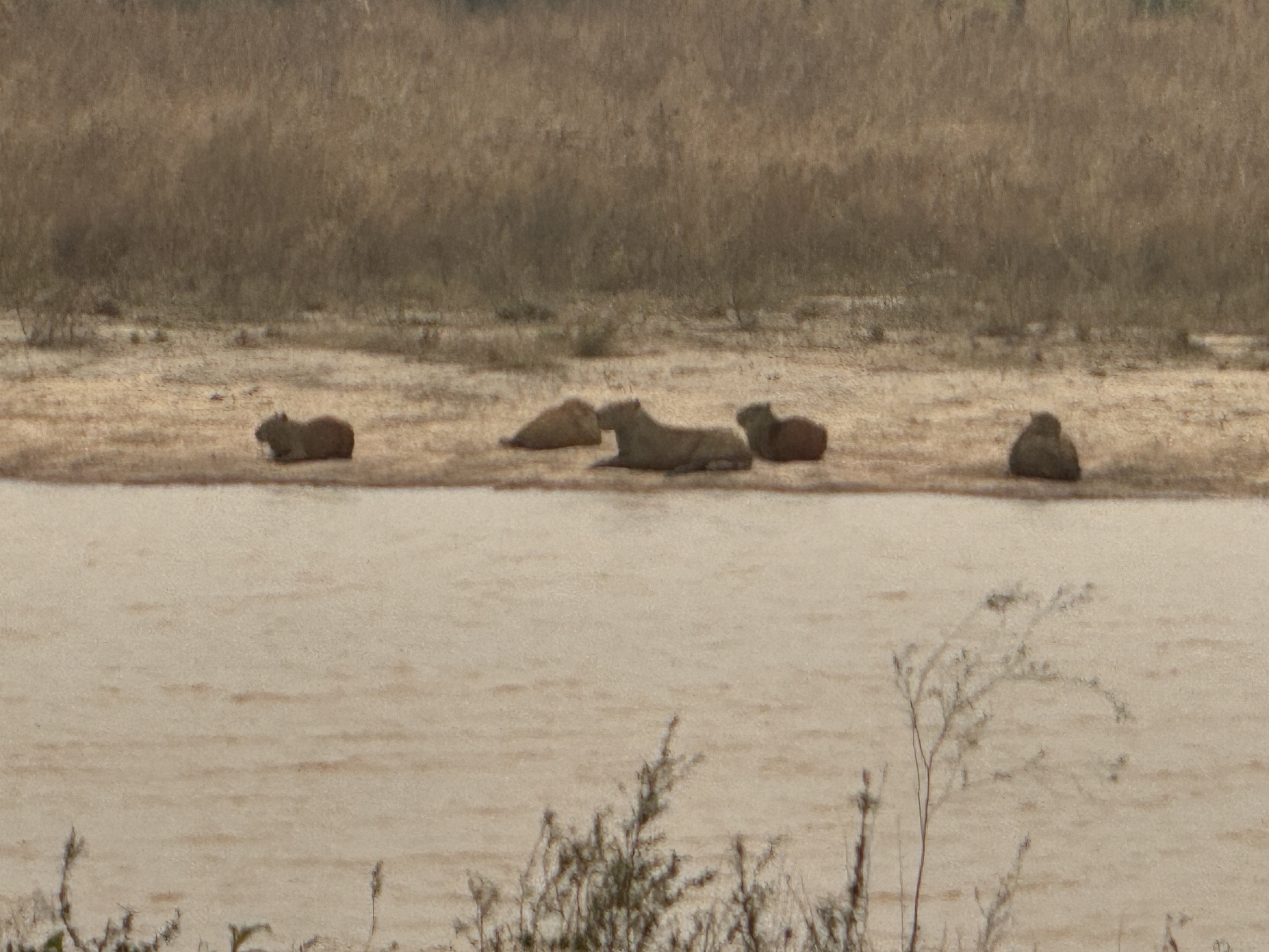 Capybaras zoomed.  The taxi driver looked at them the way I look at seagulls.