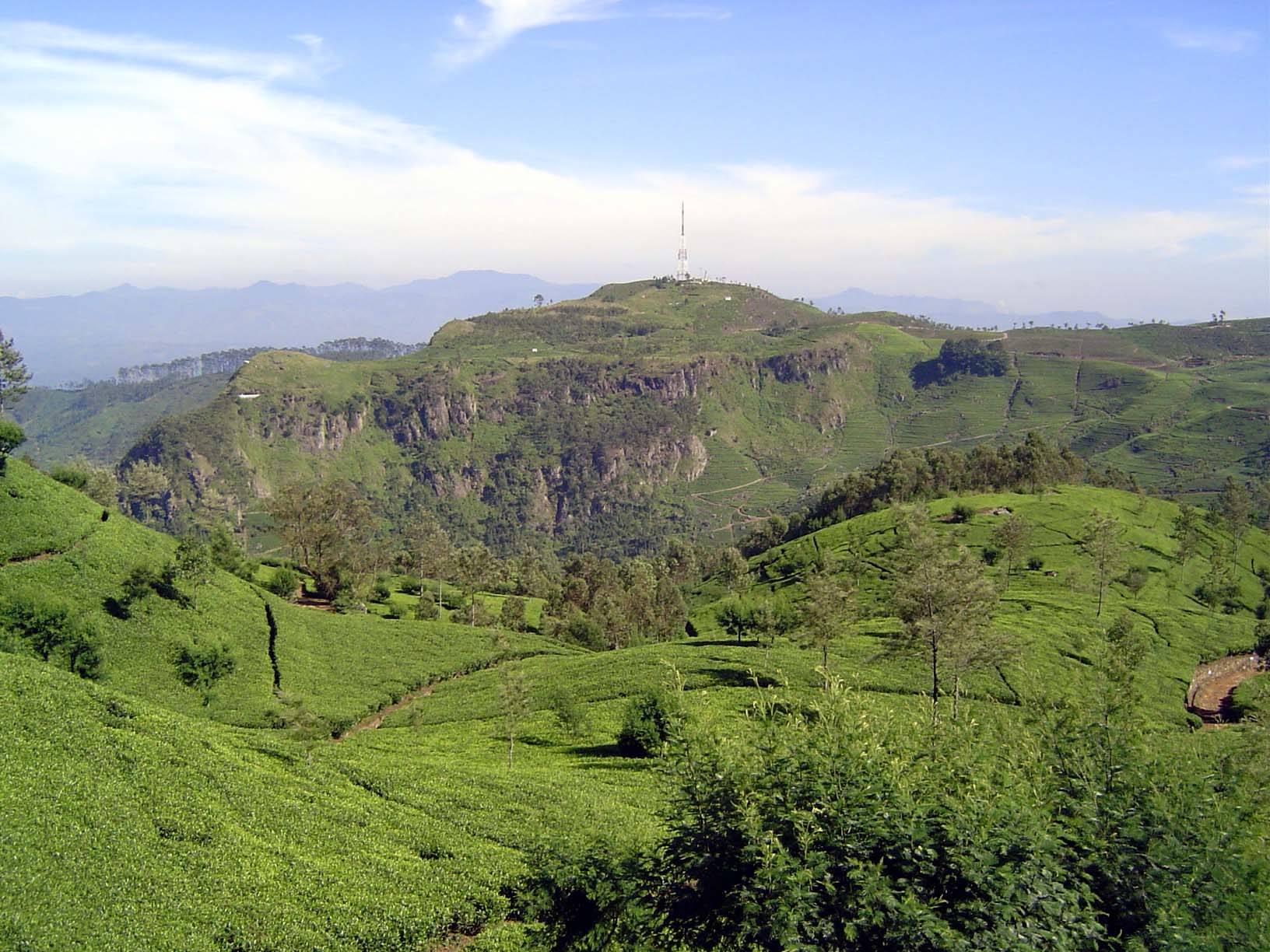 Another perspective, showing the rough ground carpeted by tea plants.