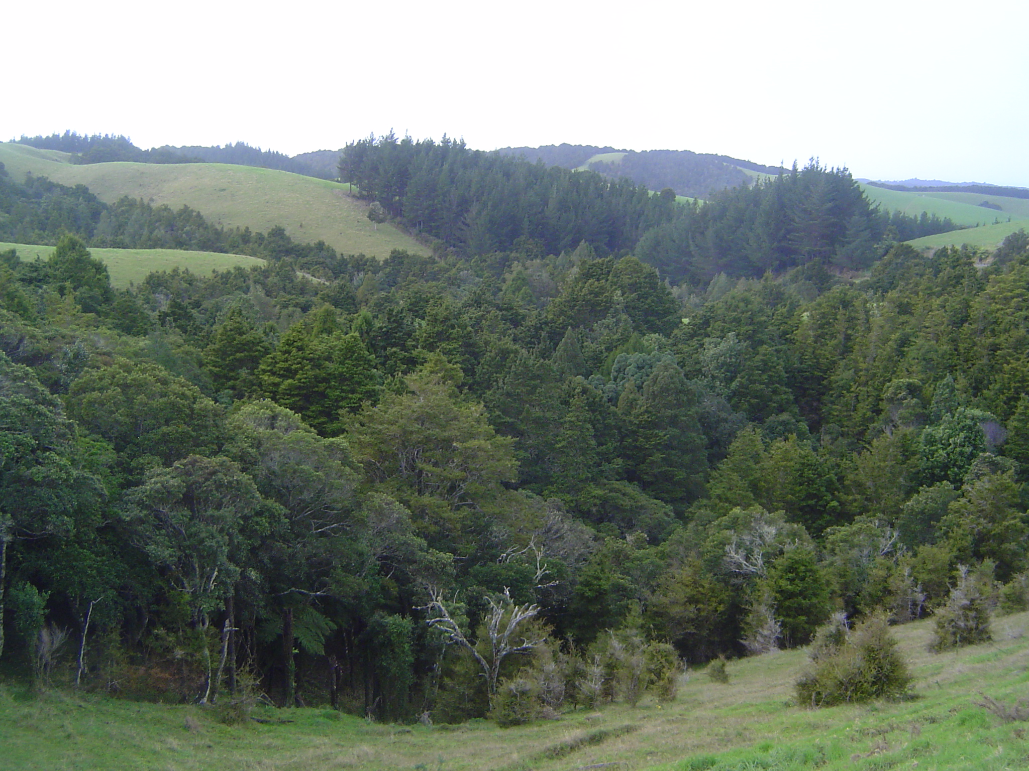 Mostly the countryside is forest and pasture.