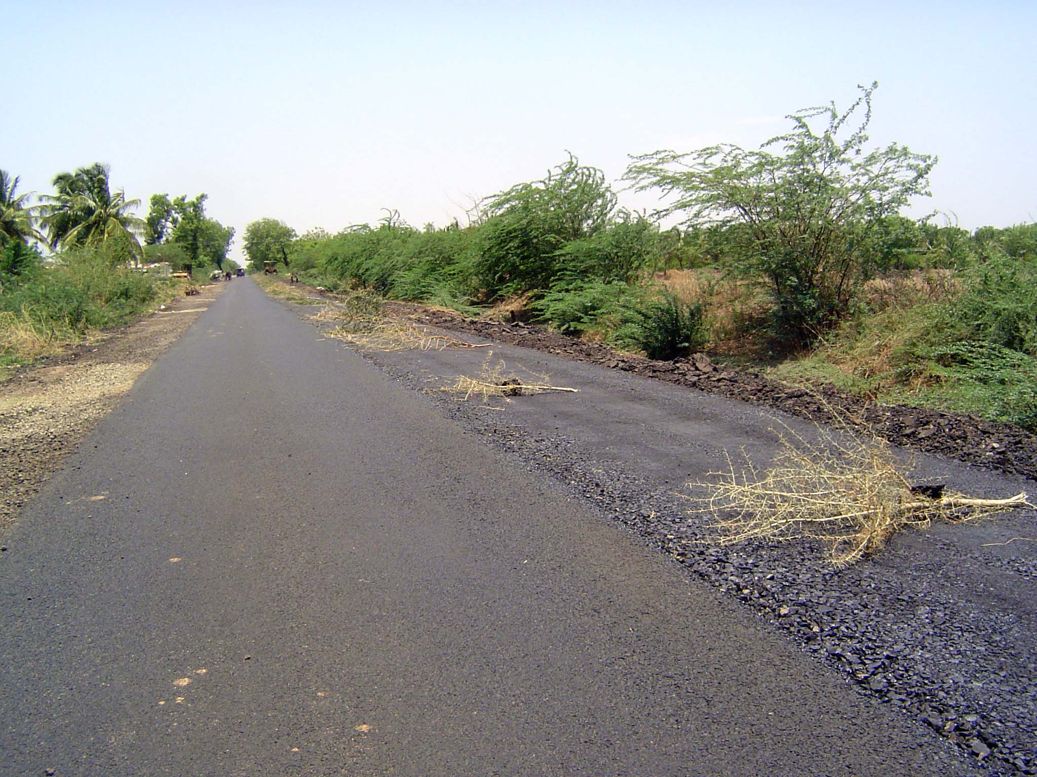 No paint to mark the unfinished lane? No problem. Thorn branches will do.