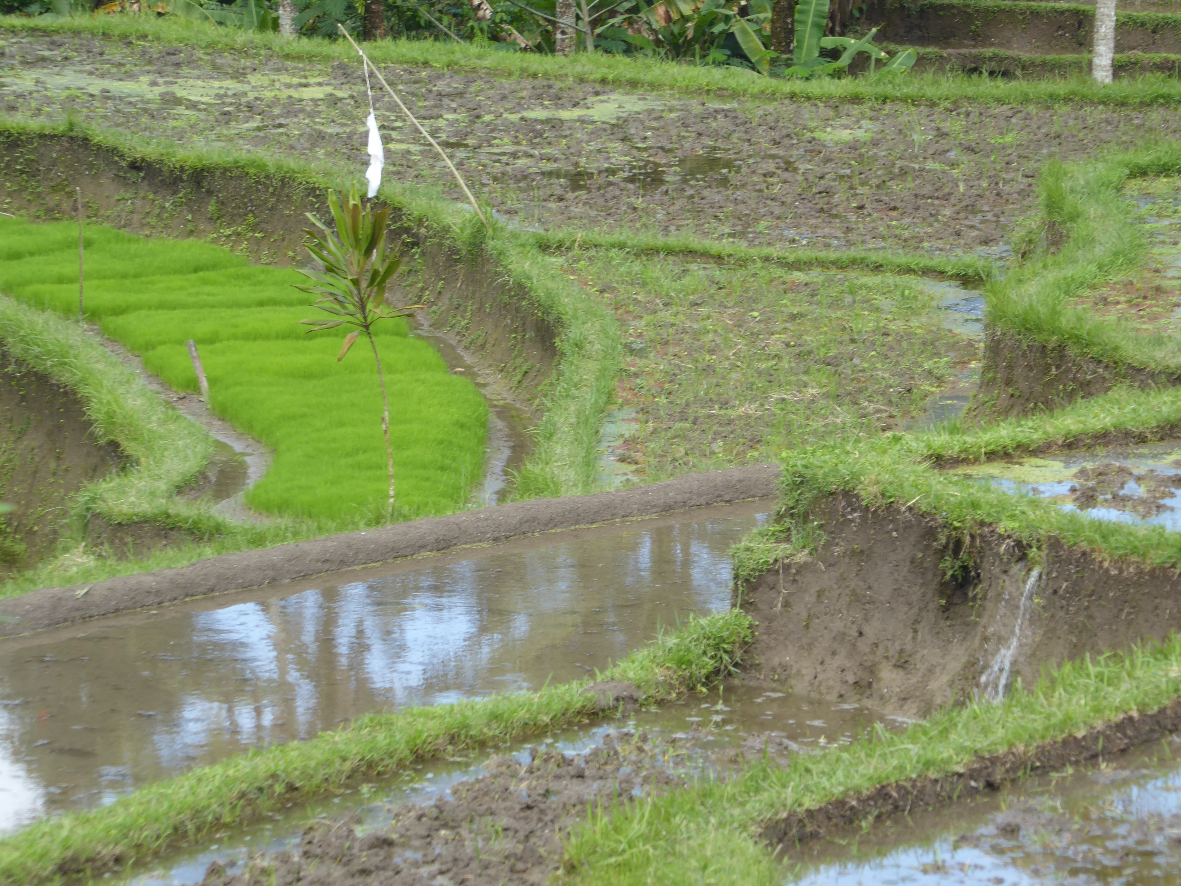 Sounds like good news, but to make that happen, farmers have to use lots of subsidized fertilizer. As a result, soil fertility began to decl