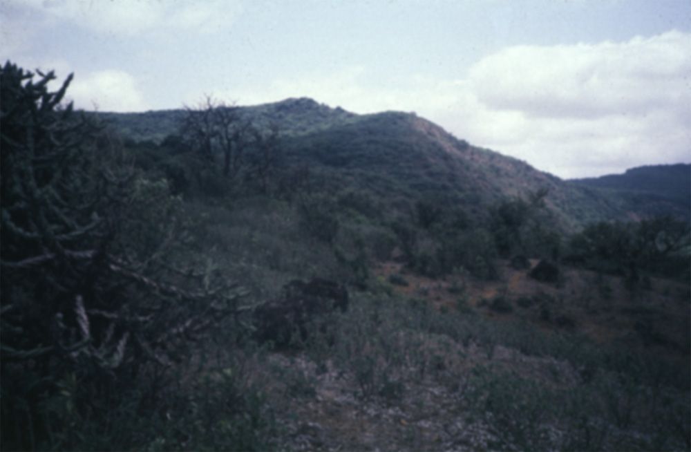 The trail from the Koyna Reservoir leads here, where the the west side of the mountains lies outside the forest reserve. The grassy summit i