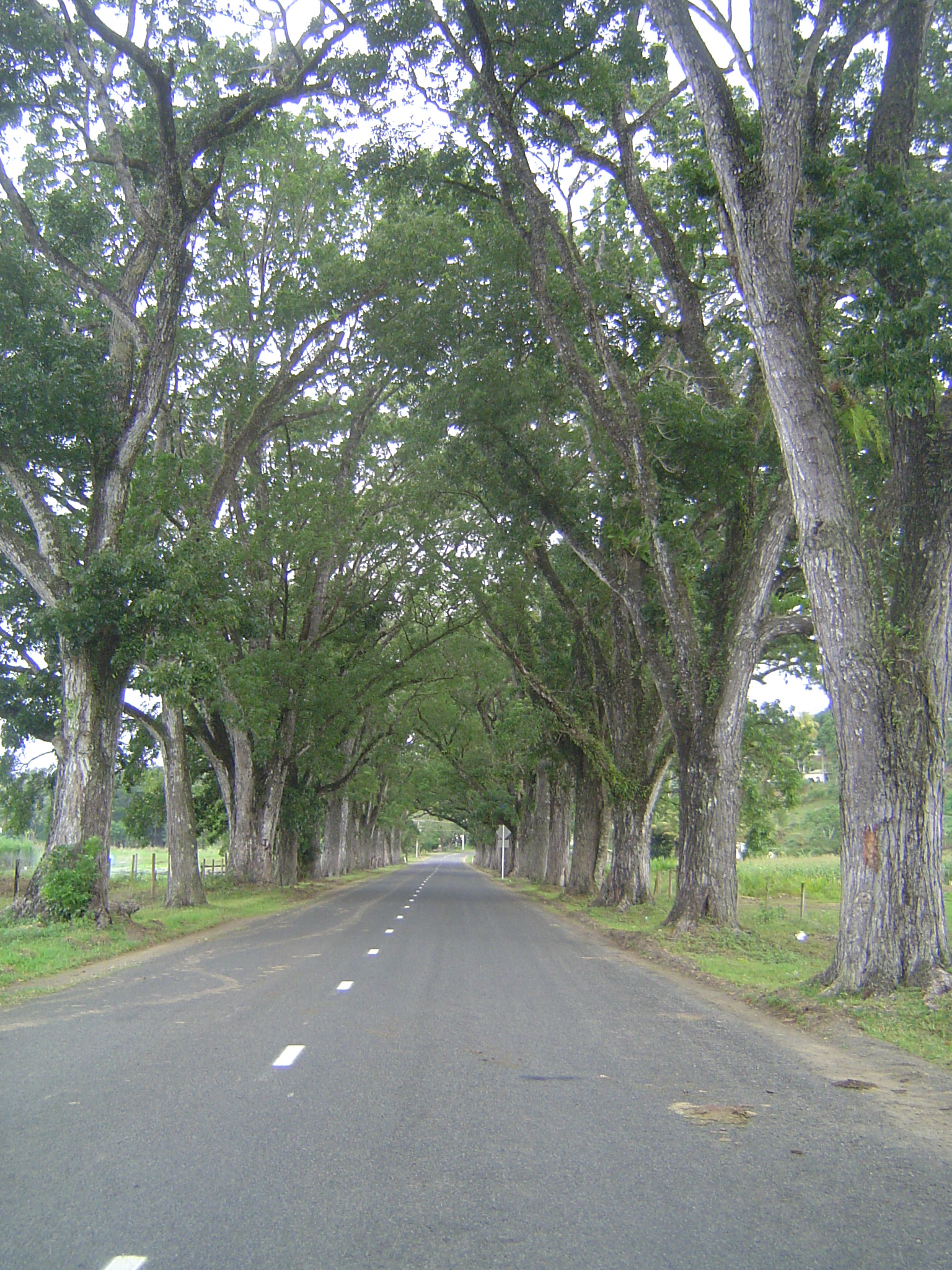 Here's a good stretch of the same road as it passes the Sigatoka Agriculture Station. Brewster writes p.275, "As the roads progressed we pla