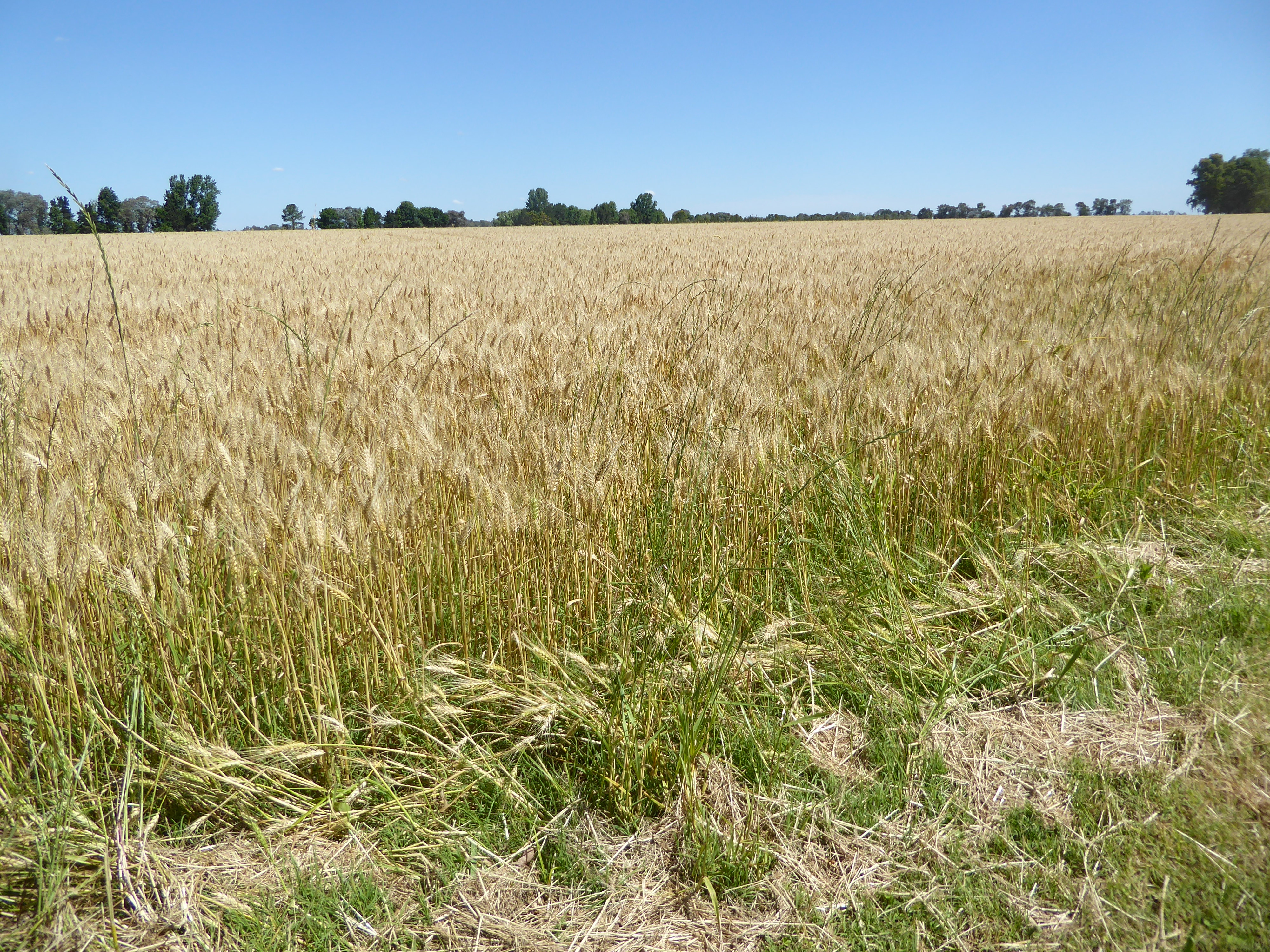 Wheat.