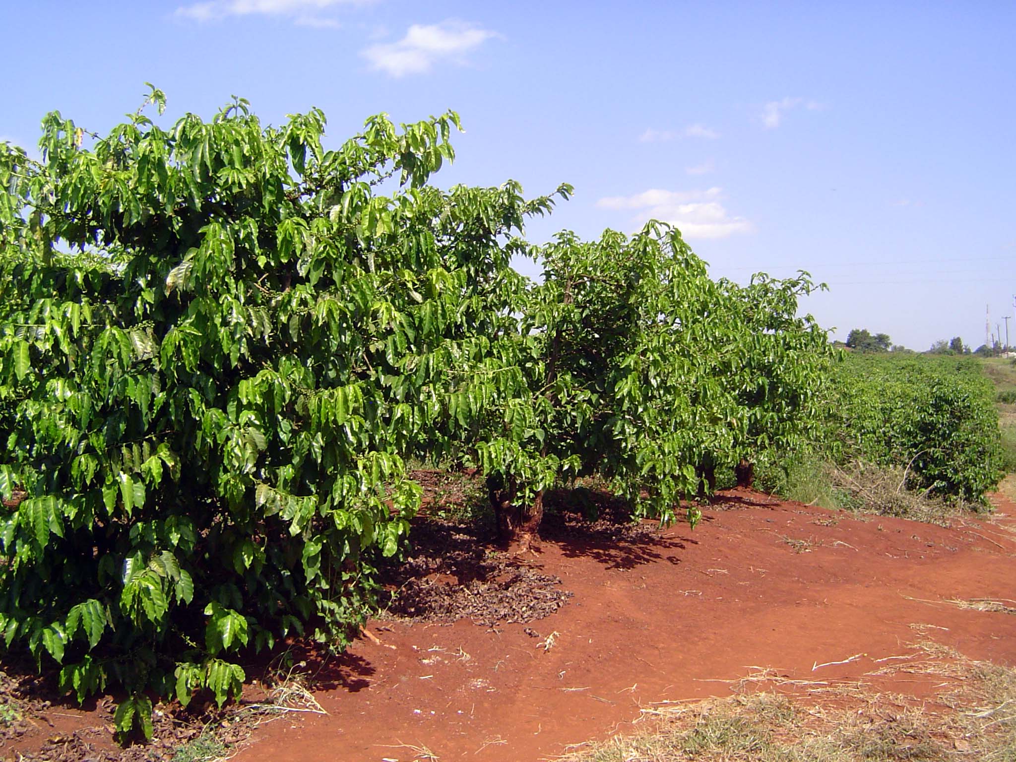 Now, as then, it's planted on nine-foot spacing.