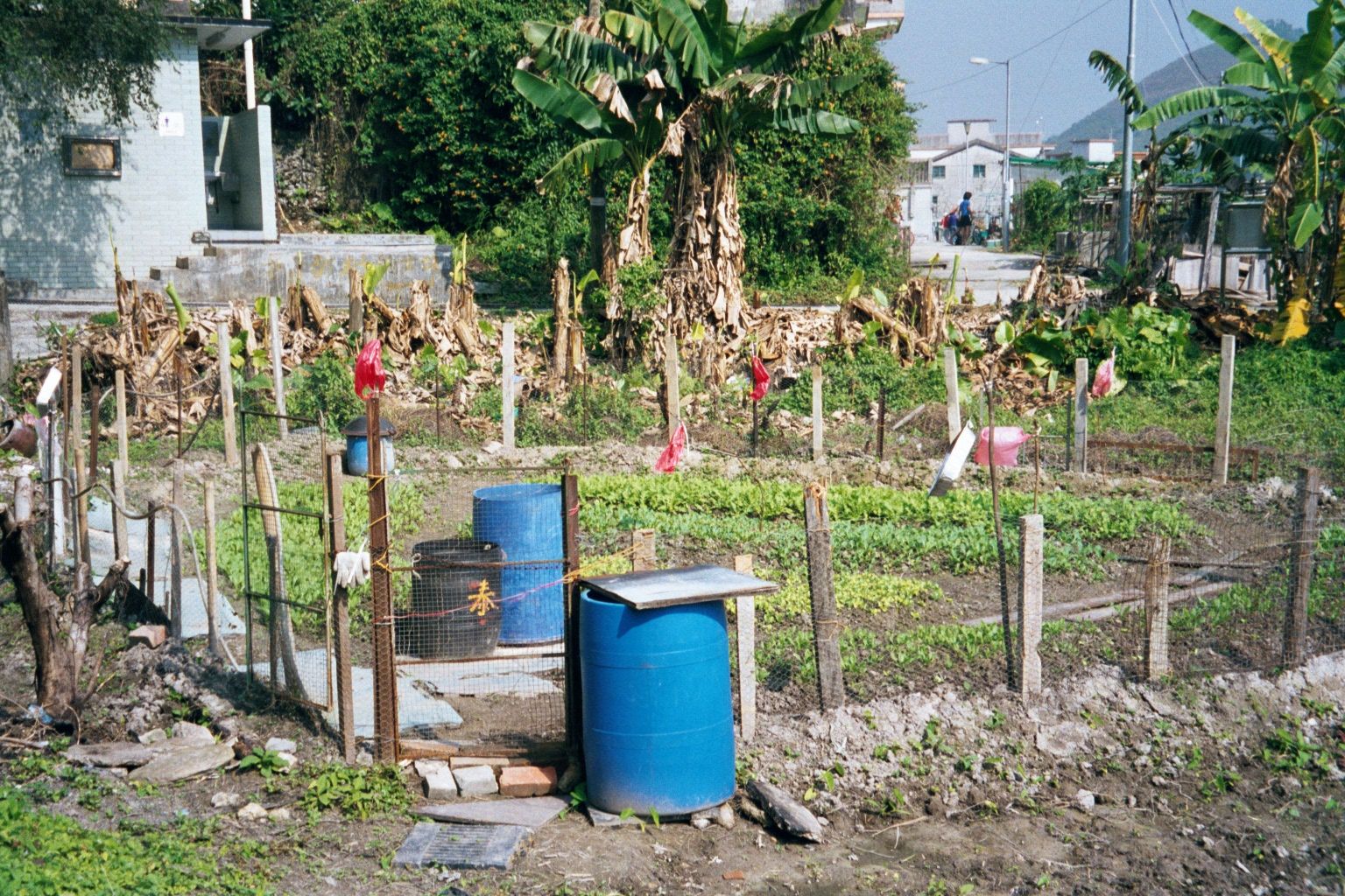 Some Luk Keng villagers still maintain garden plots.