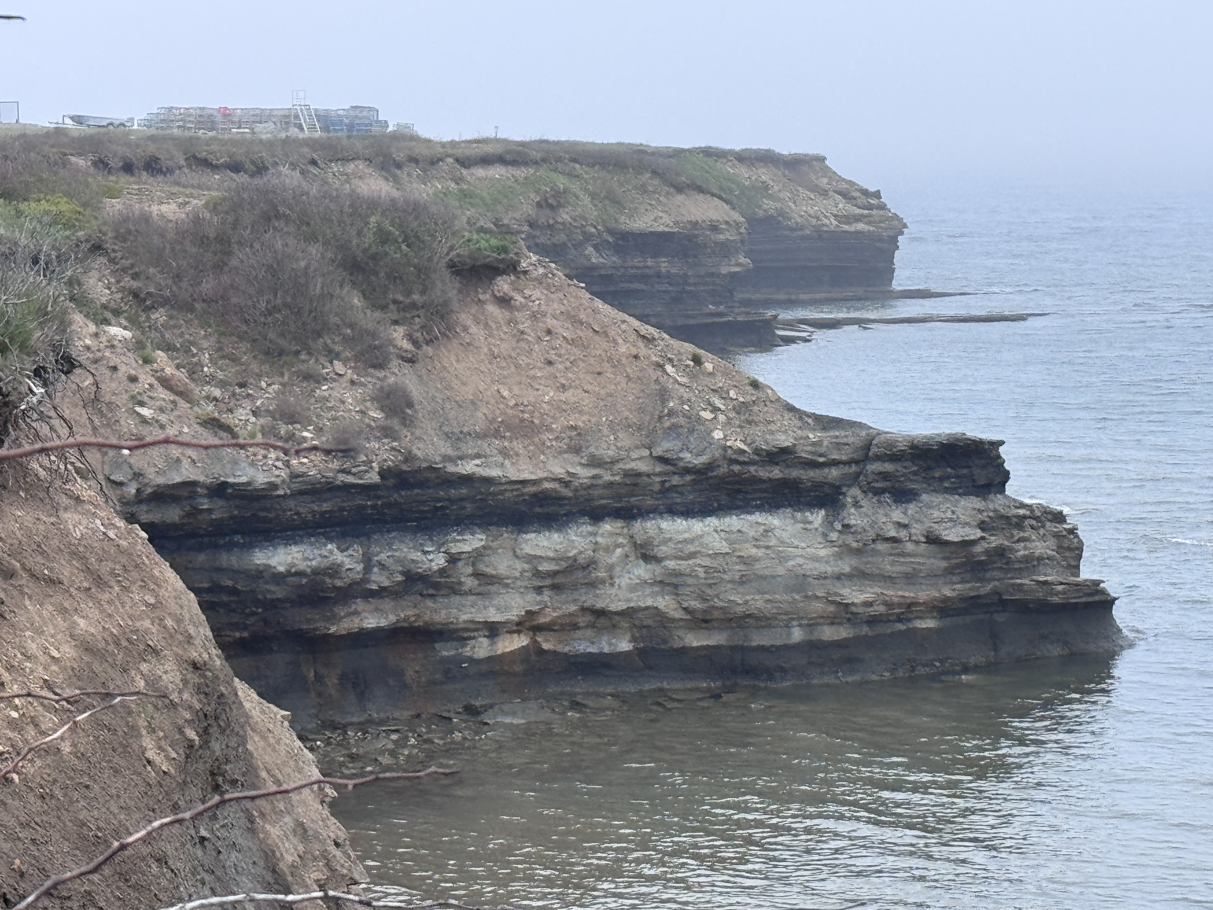You can also see coal along this coast.