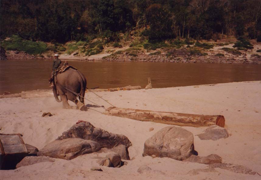 Judging from the elephant's lean into the harness, the resistance must be considerable.