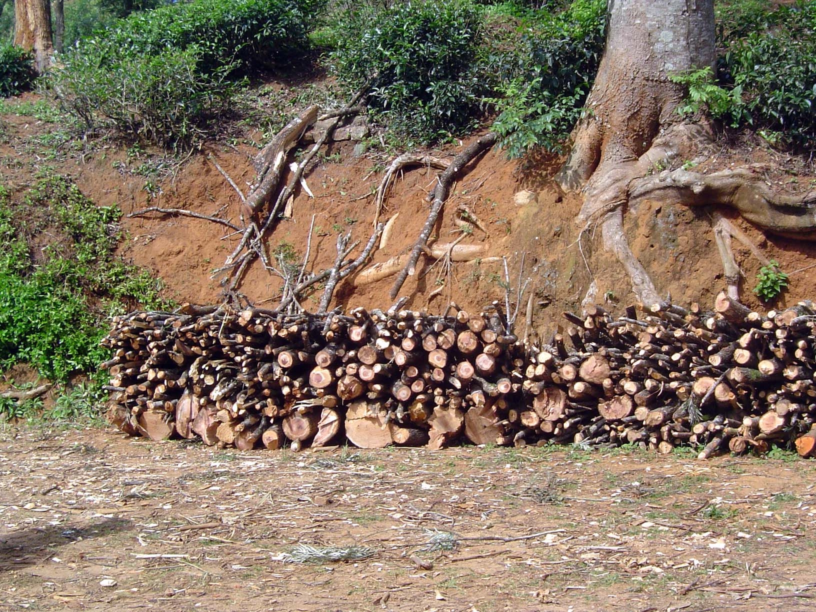 Firewood for the local market.