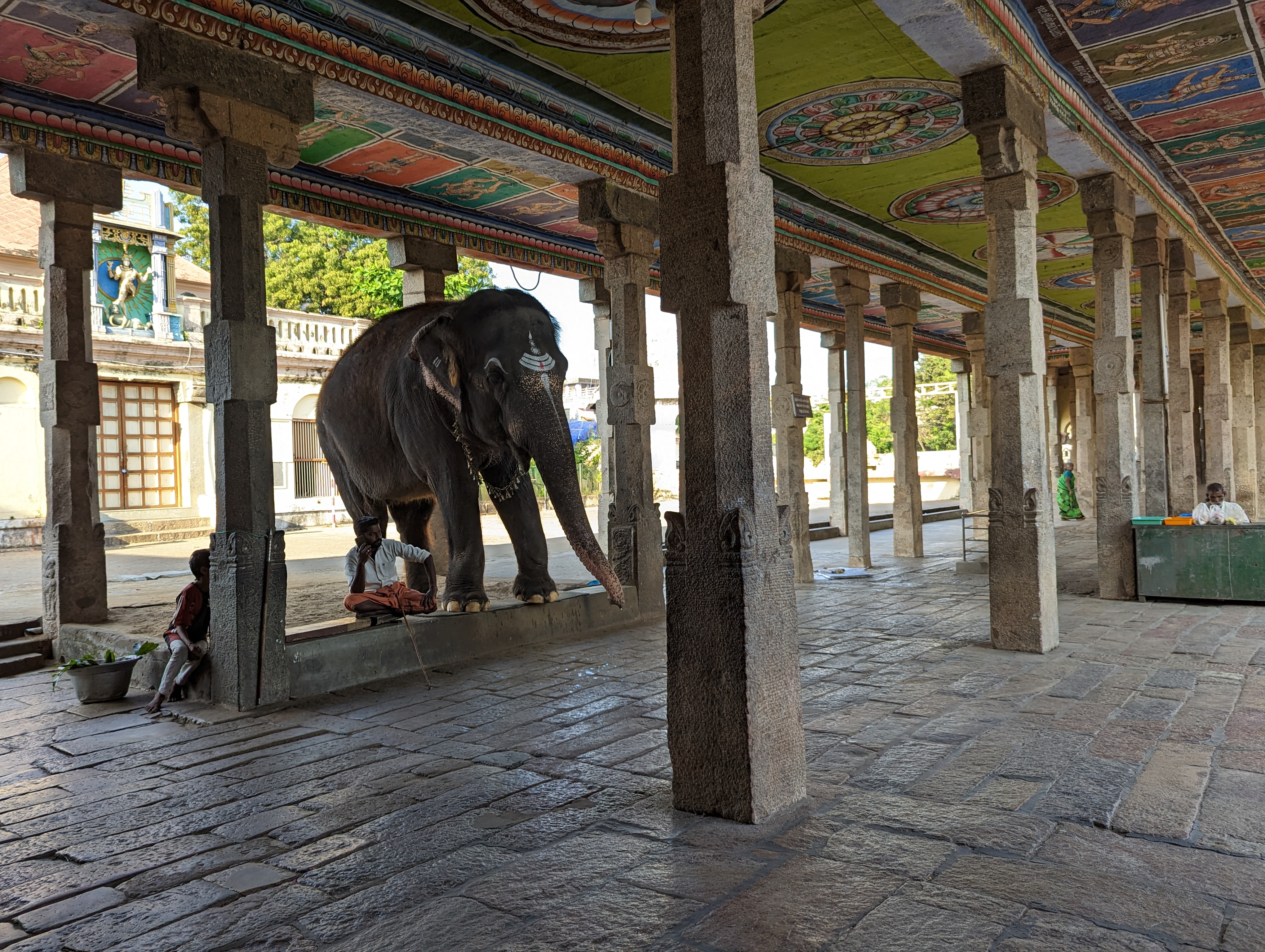 Gotta feel sorry for this elephant, even if he does support a family or two.  He was shifting his weight back and forth like a convict pacin