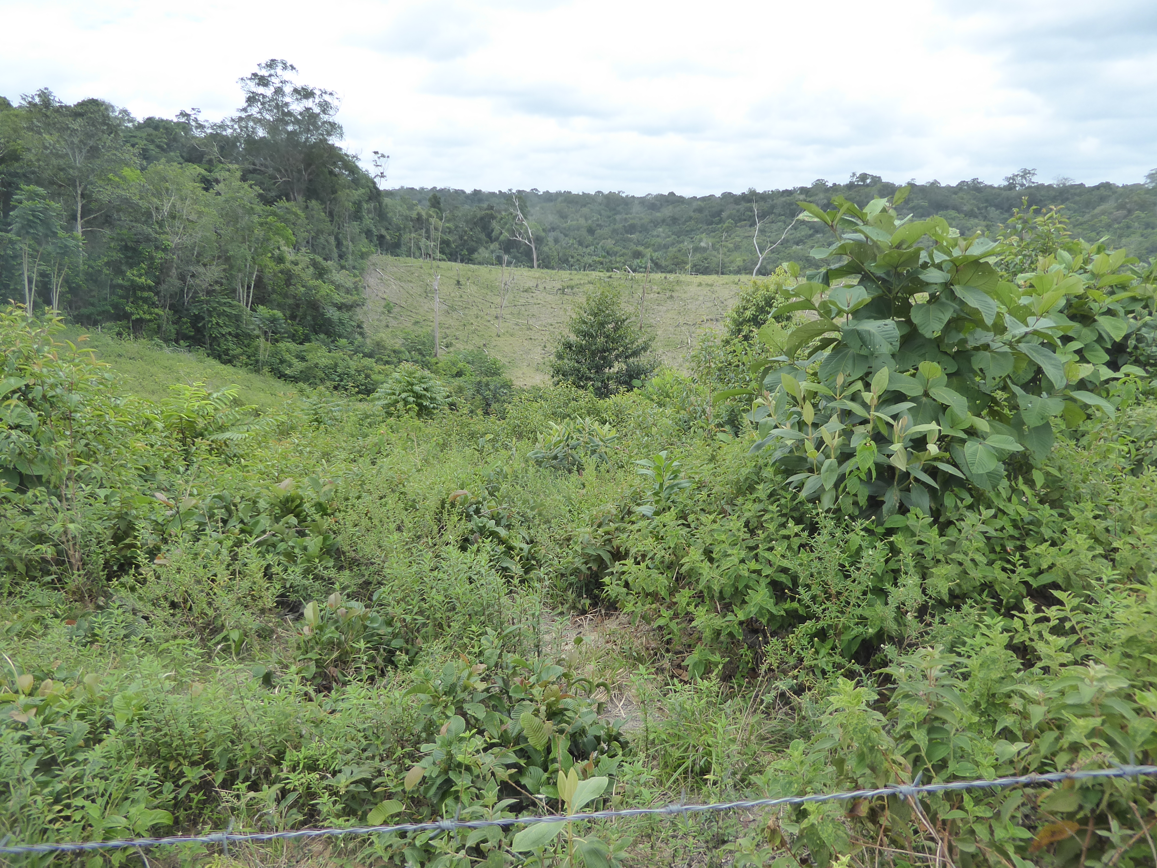 Rough pasture.