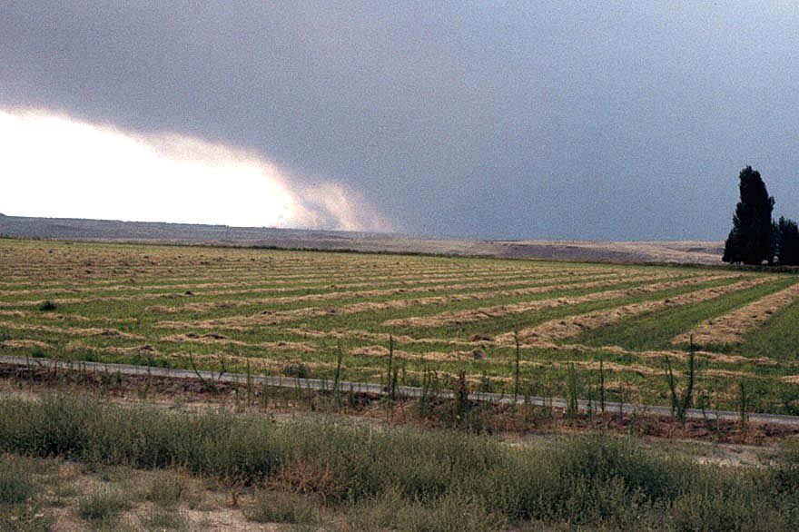 Alfalfa's another common crop, though rain looks about to spoil the drying windrows.