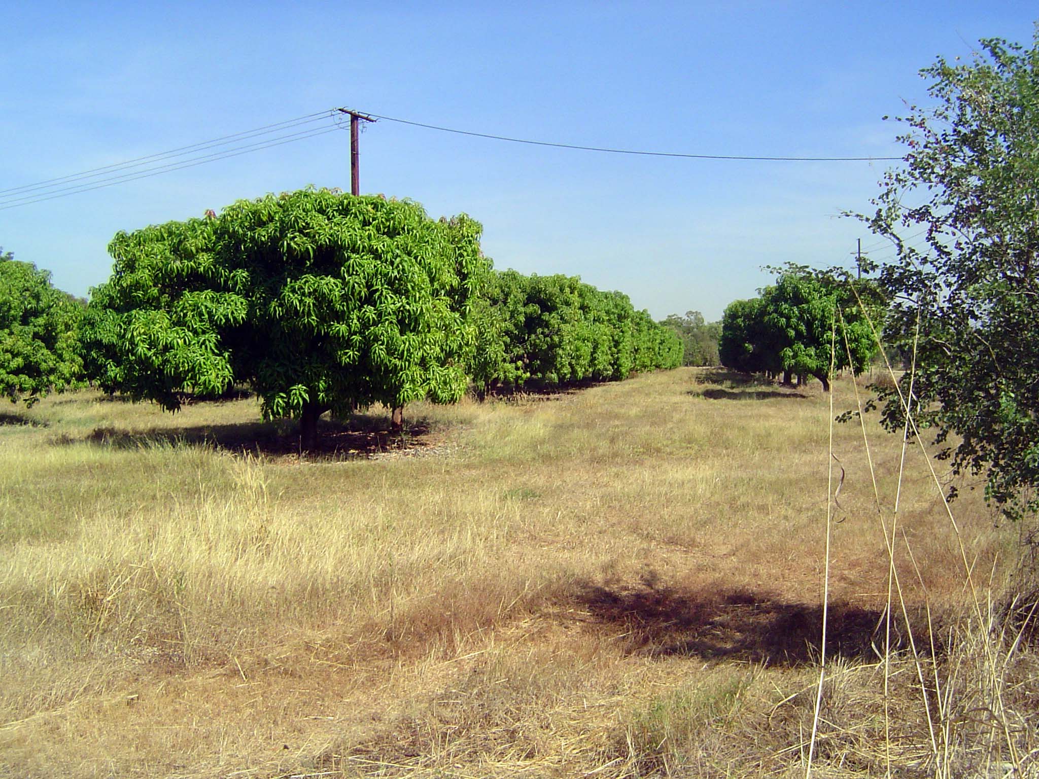 Mangos.
