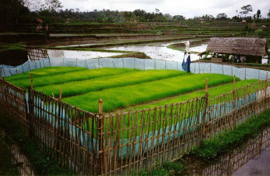 The rice crop is begun in a nursery, or pemulihan. Almost all of the island's rice today is a high-yielding variety, rather than the traditi