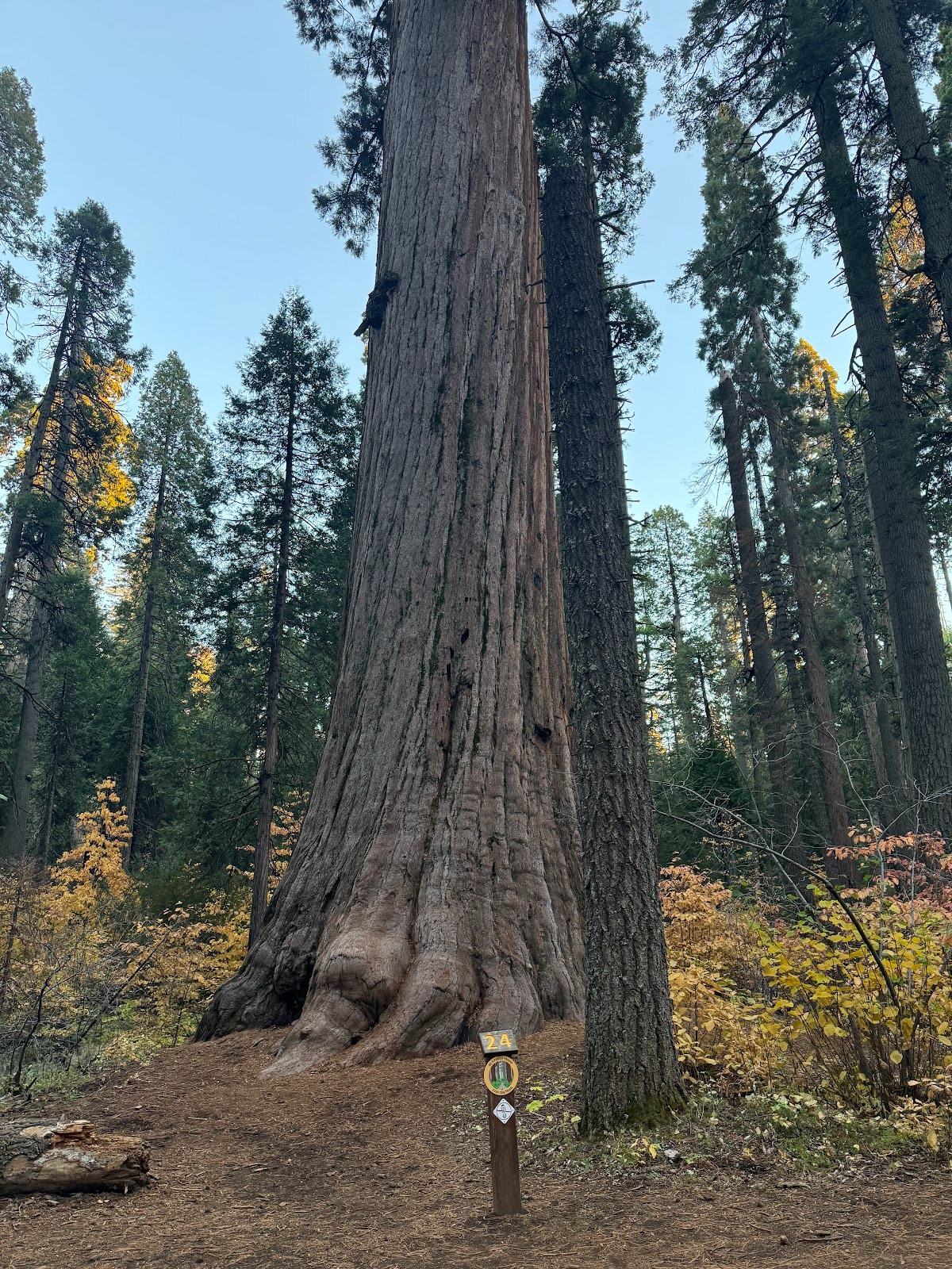 Since we're up here and I'm not a fan of wine bars, let's go another 15 miles up into the mountains to the Calaveras Big Trees State Park.