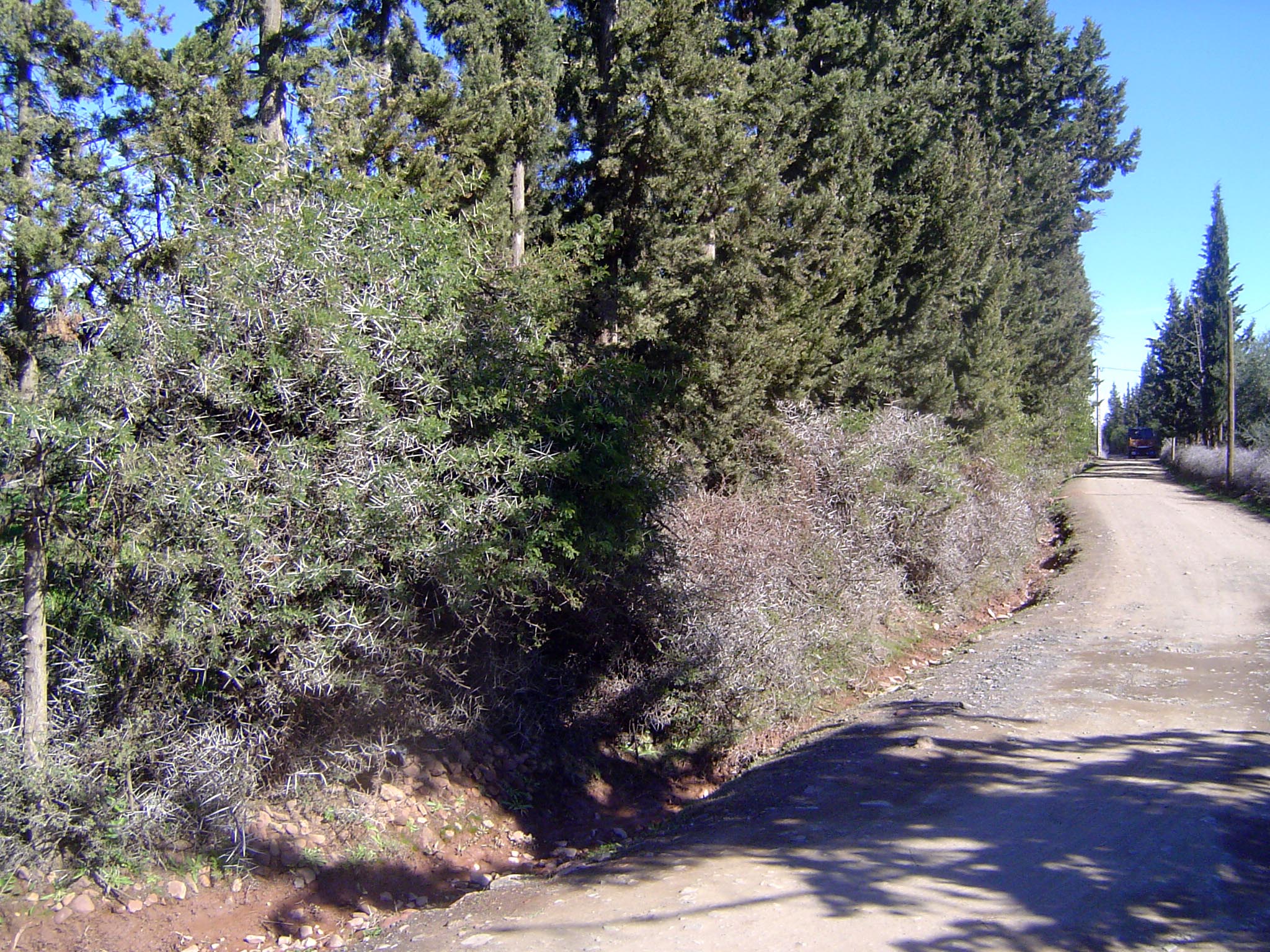 Live-thorn acacia? fencing.