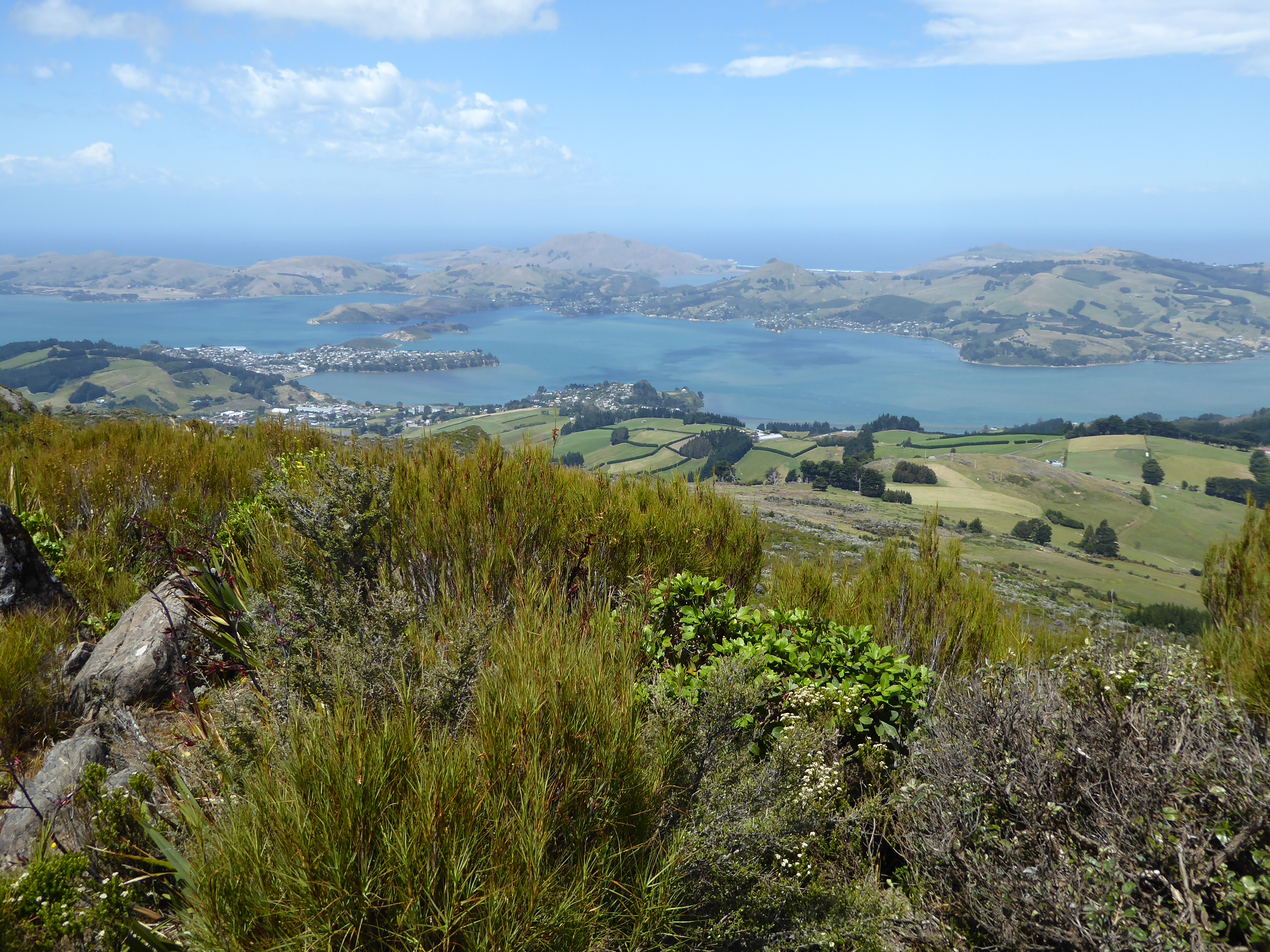 Here's the long harbor, opening to the left, and the peninsula. Dunedin is beyond the right edge of the image; the town below is Port Chalme