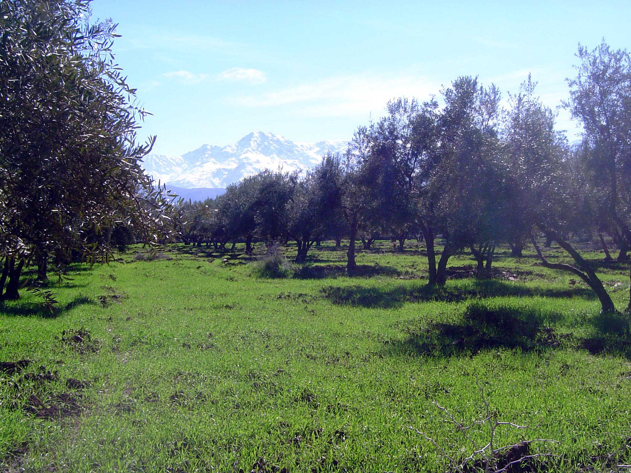 The premier crop: olives.