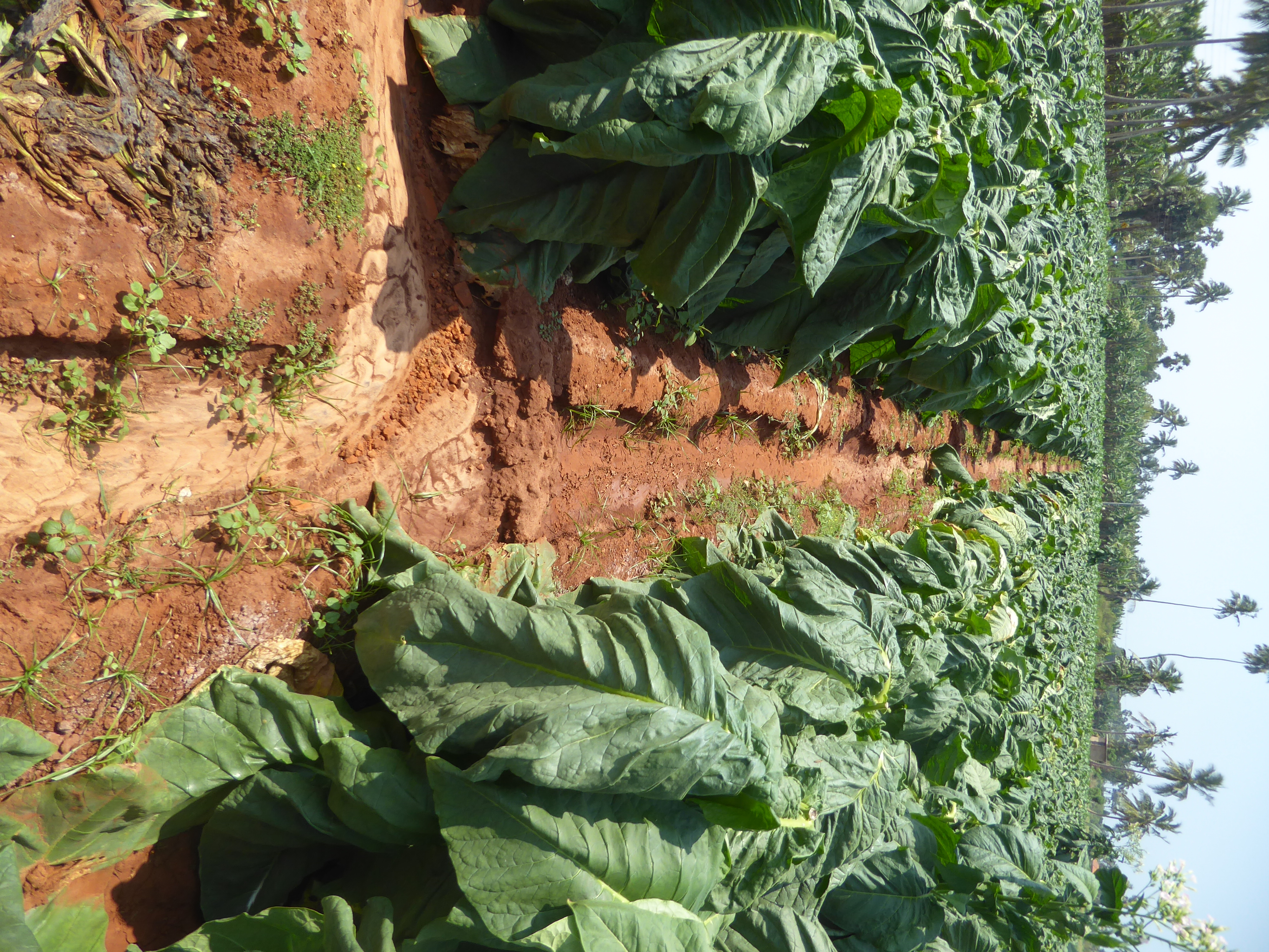 Ditches to irrigate the tobacco.
