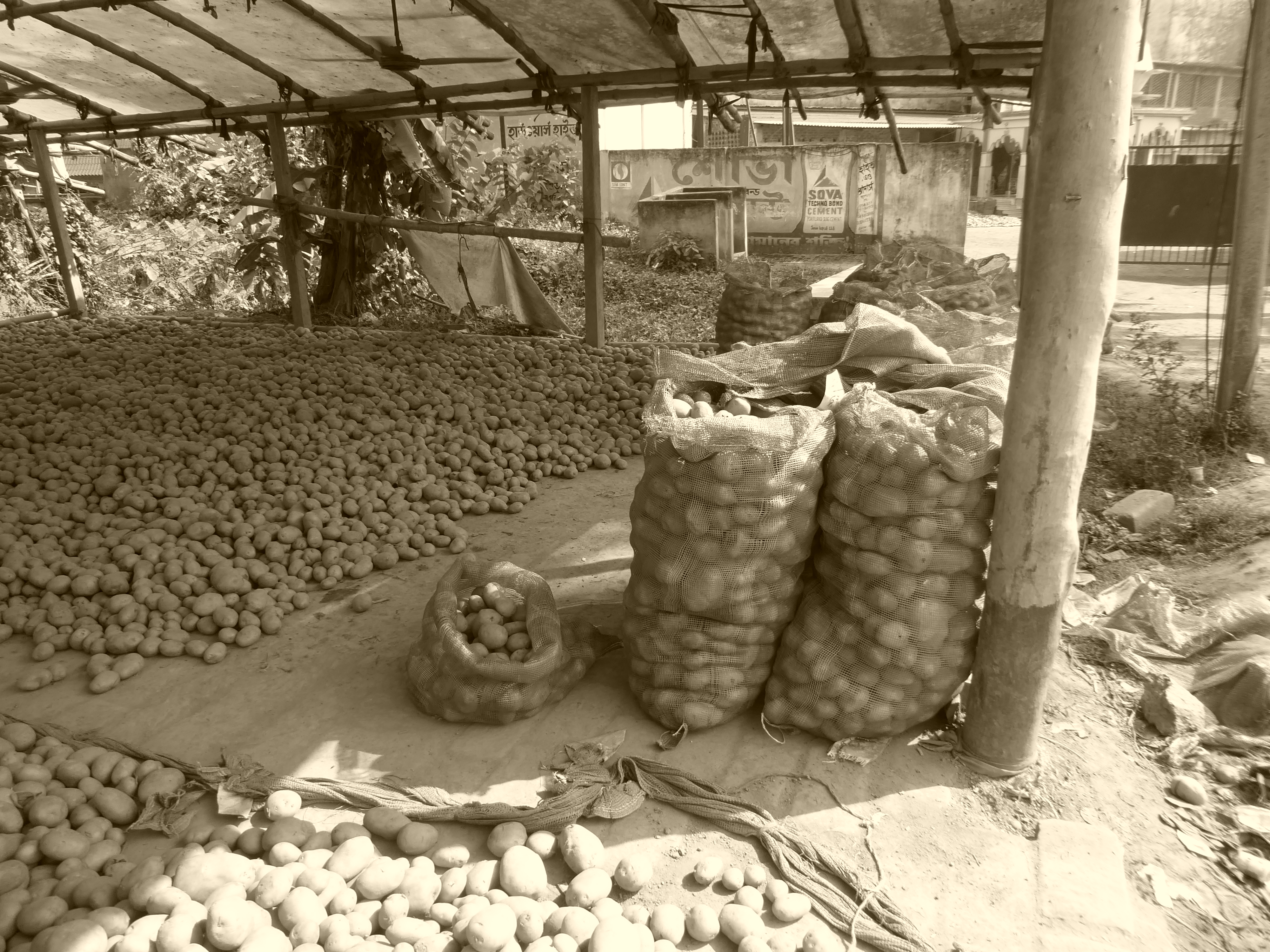 On the drive out from Calcutta we saw half a dozen or more warehouses that had saved part of last year's crop for planting this year. Here,