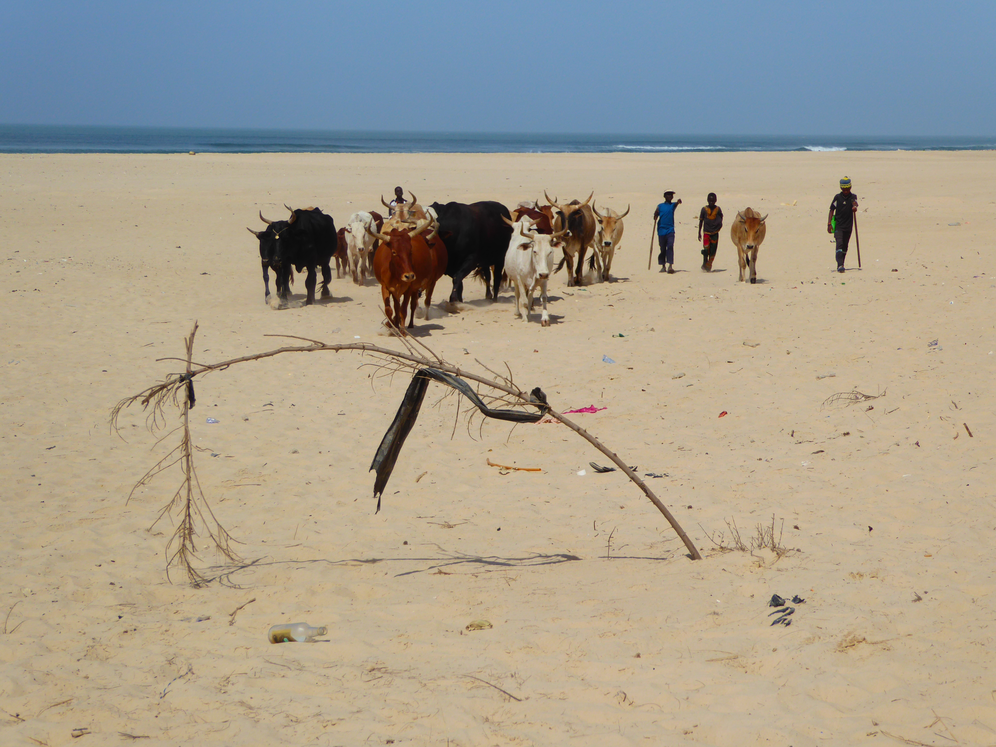 Still farther down the spit, things get stark. All kinds of questions arise about now, beginning with "What do the cows and their herders fi