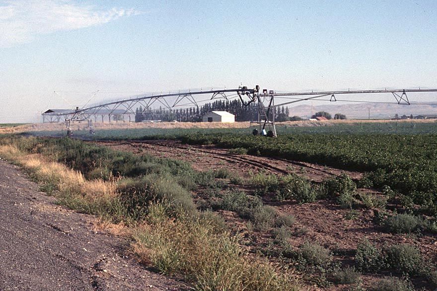 State of the art: a center-pivot sprinkler with an articulated tailpiece to reach the corners of the field that otherwise would stay dry.