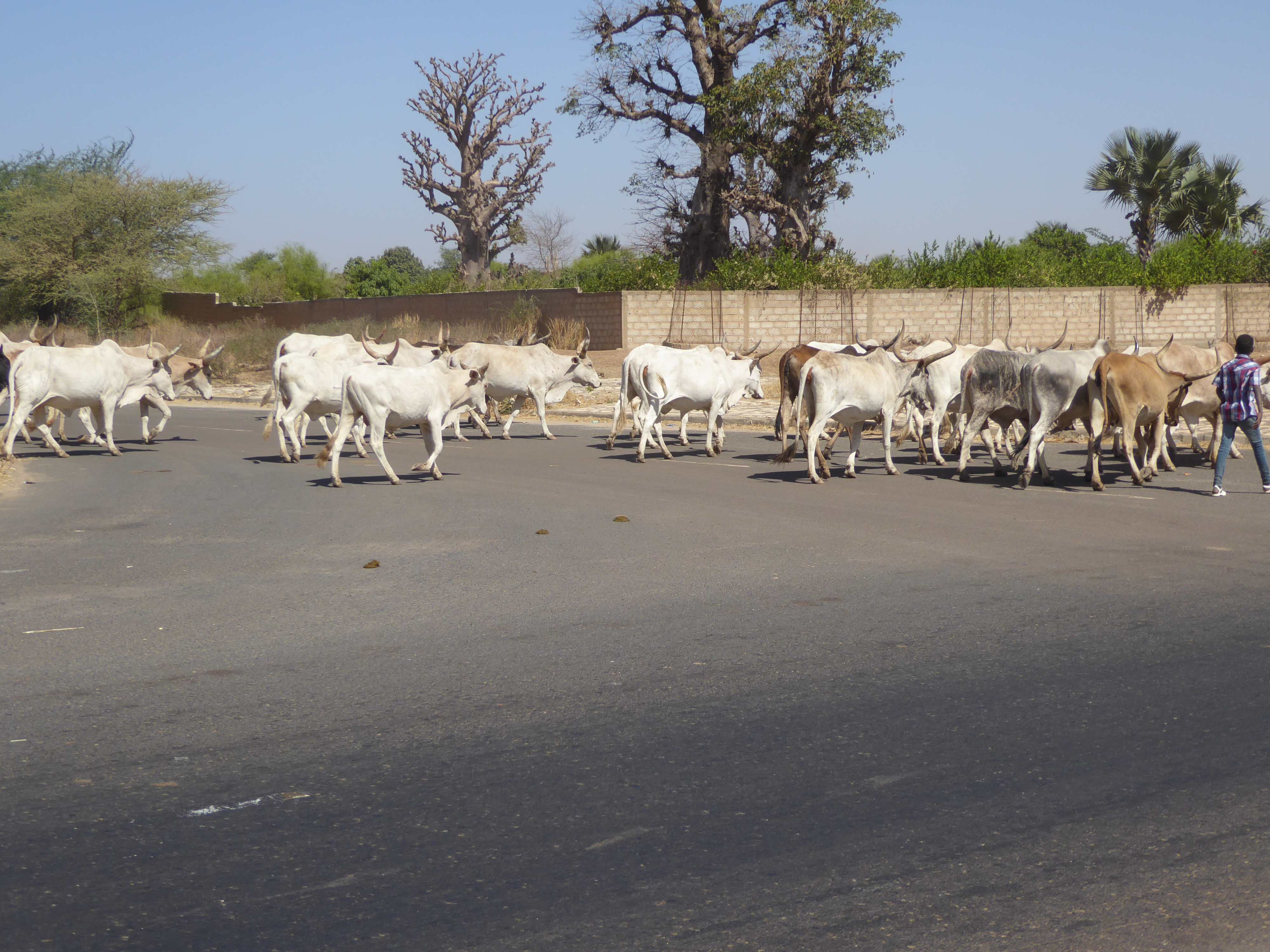 Herds drift by.