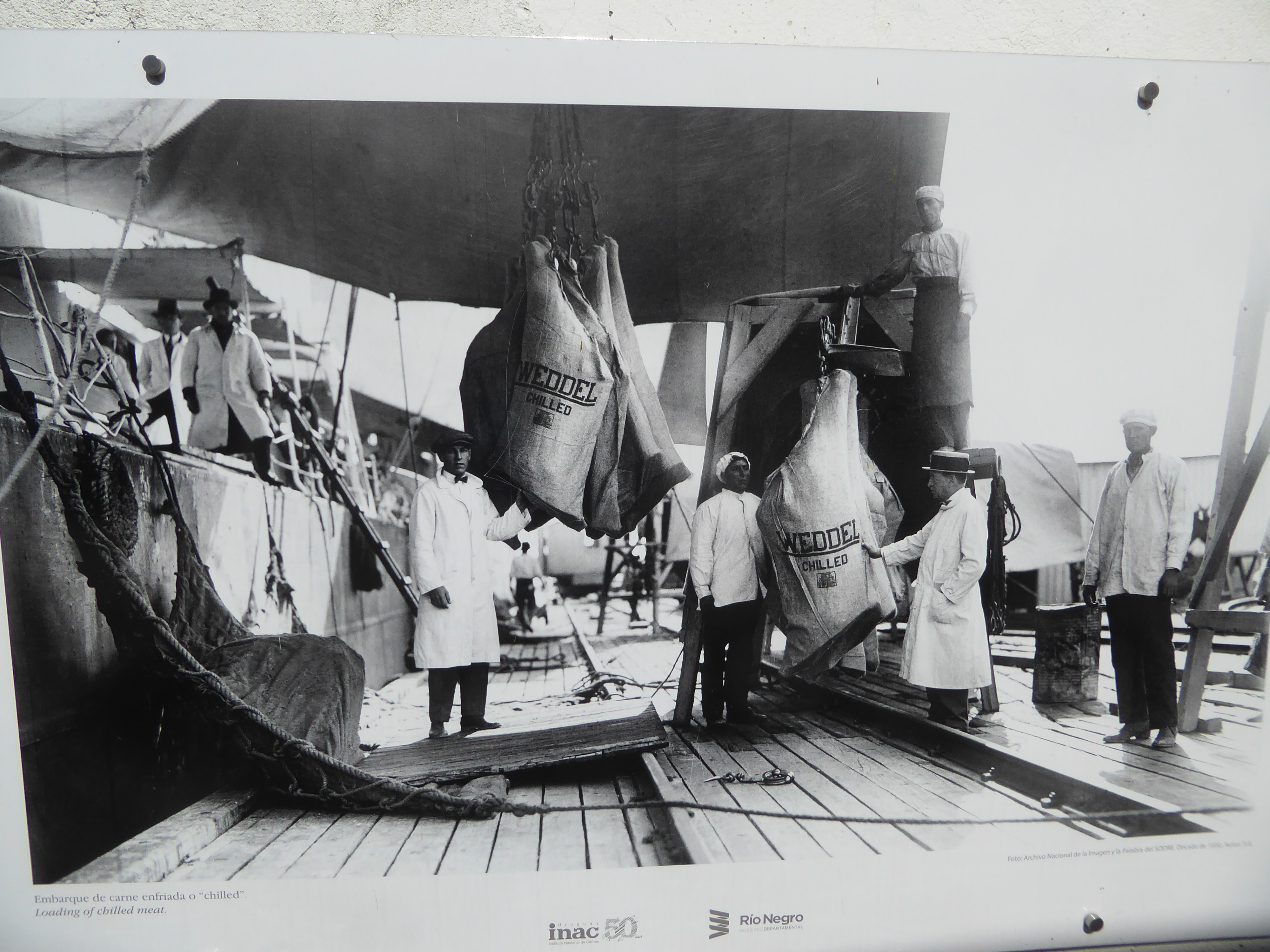 Loading at the wharf. The Vesteys had a refrigerated warehouse in London, and they supplied it with beef carried in the ships of their own B